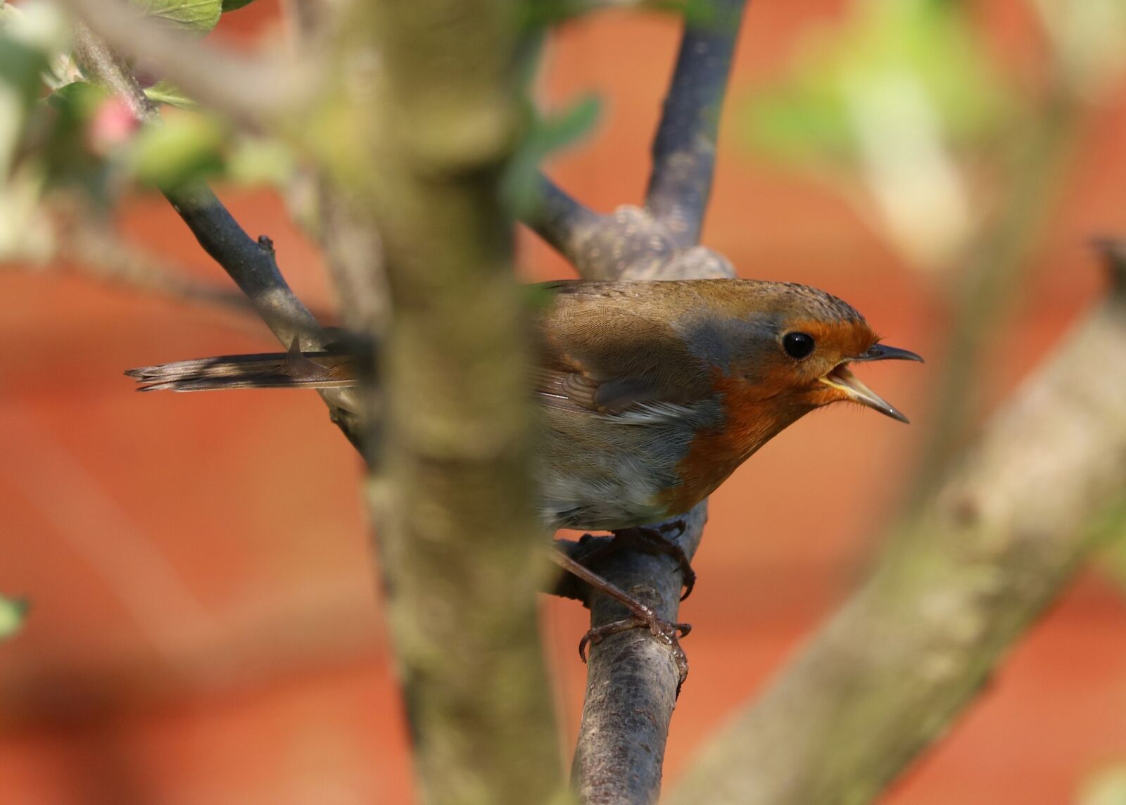 Canon EOS 750D (EOS Rebel T6i / EOS Kiss X8i) sample photo. Robin, tree, bird photography