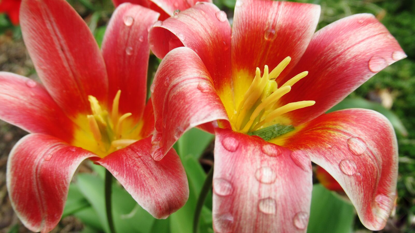 Canon PowerShot SX620 HS sample photo. Flower, tulip, rain photography