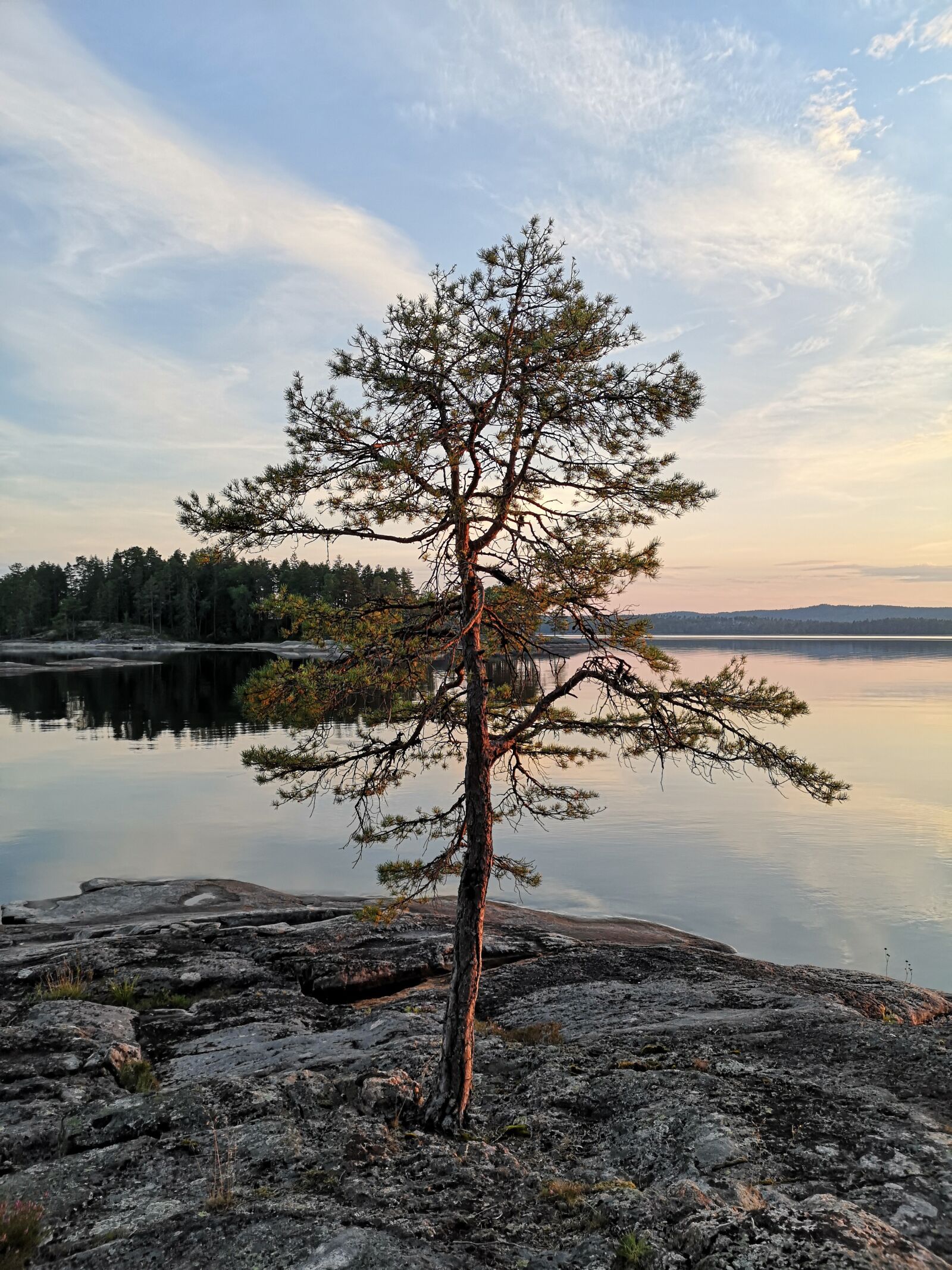 HUAWEI CLT-L29 sample photo. Tree, sky, reflection photography