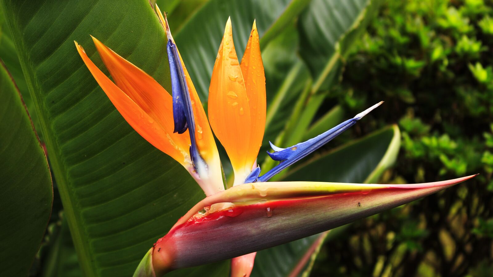 Canon EOS 100D (EOS Rebel SL1 / EOS Kiss X7) sample photo. Strelitzia, tailed, exotic photography