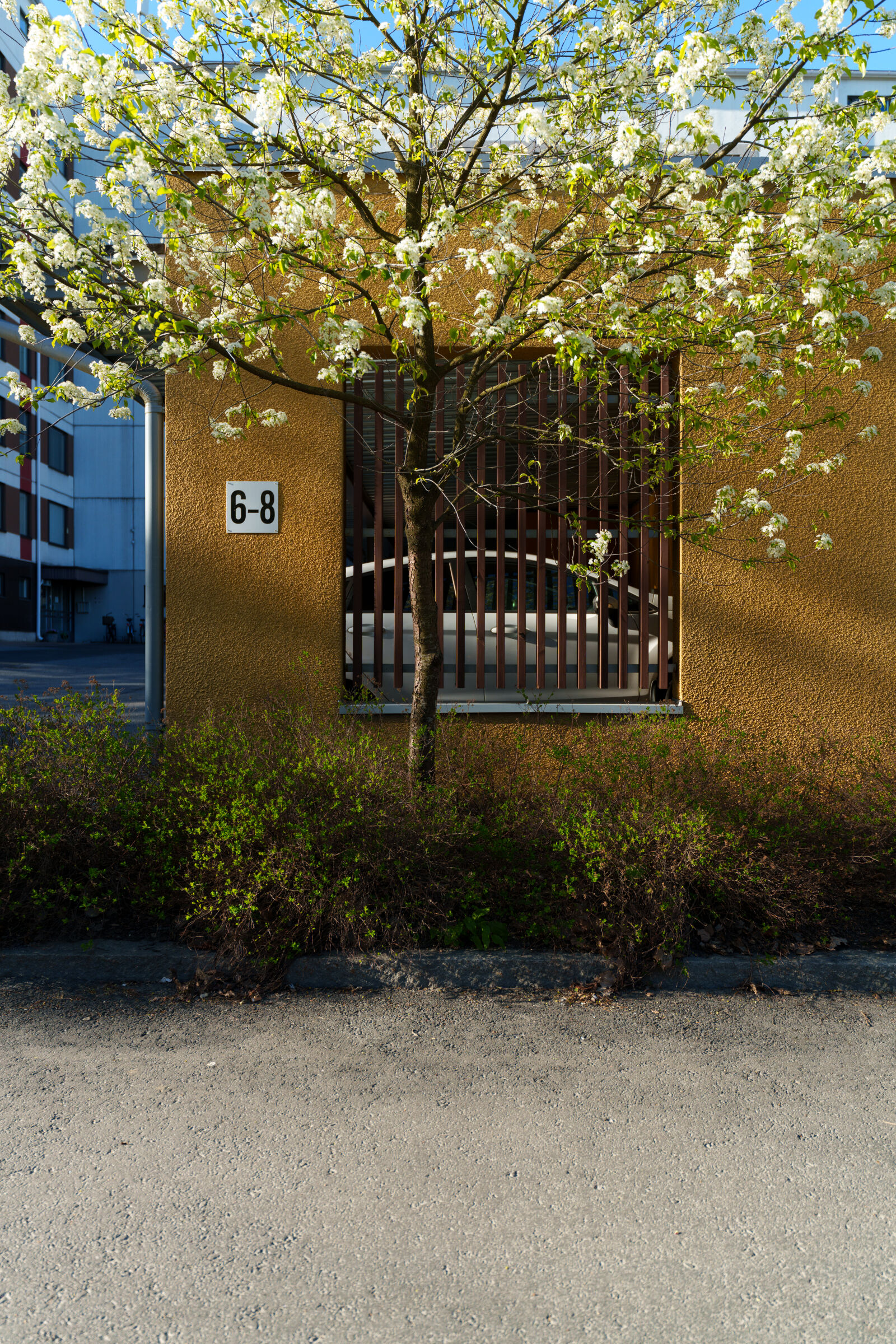 Sony a7R V sample photo. Blooming tree photography