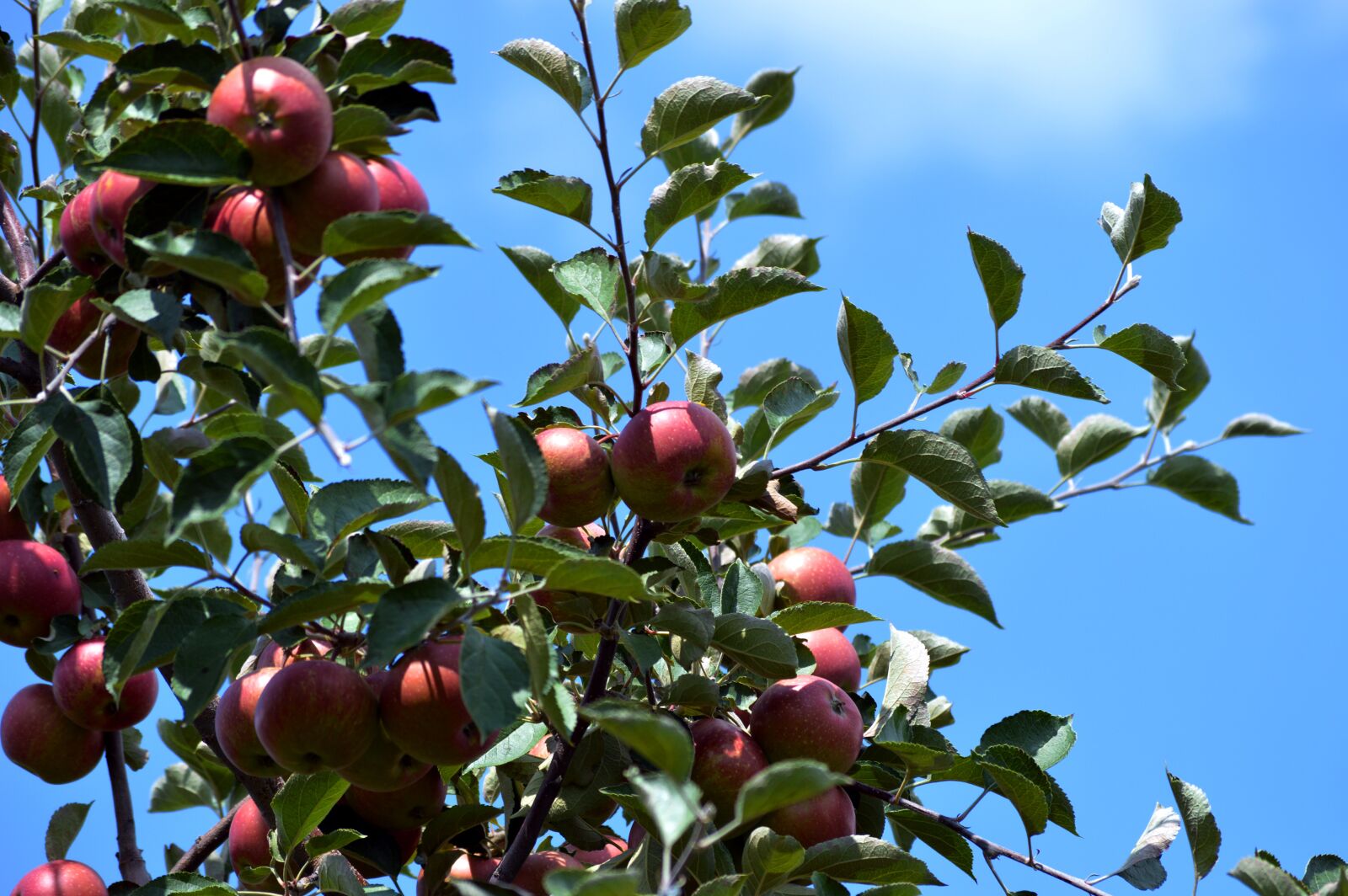 Nikon D3200 sample photo. Apple, autumn, wood photography