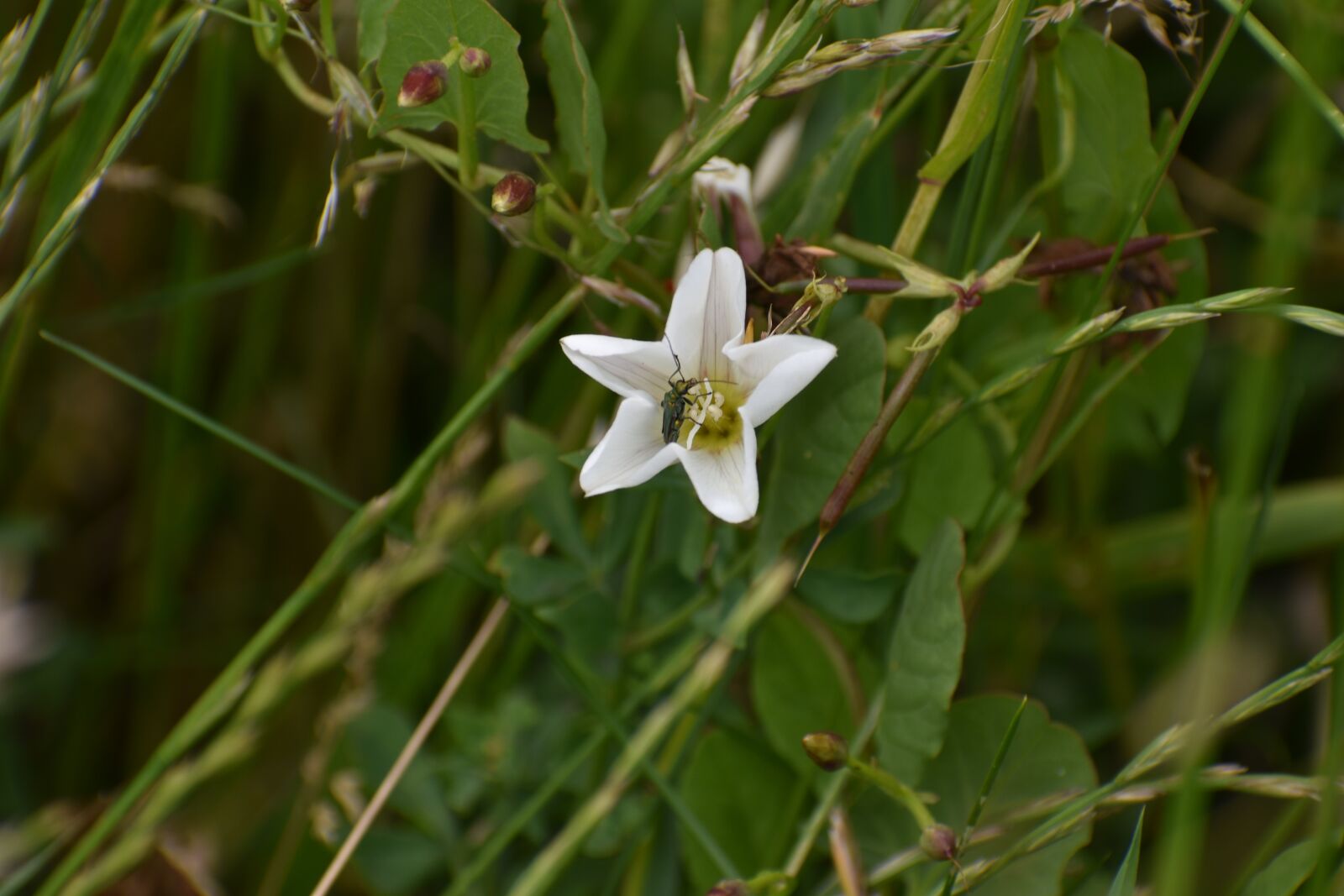 Nikon D3500 sample photo. Flower, insect, scarab photography