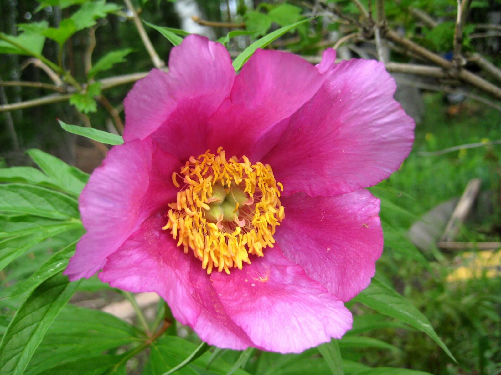 Canon DIGITAL IXUS 70 sample photo. Details, flower garden, horticulture photography