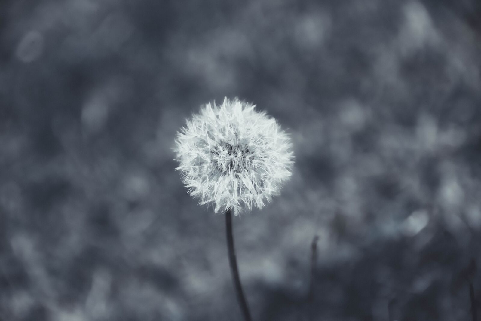 Nikon D610 sample photo. Dandelion, plant, nature photography