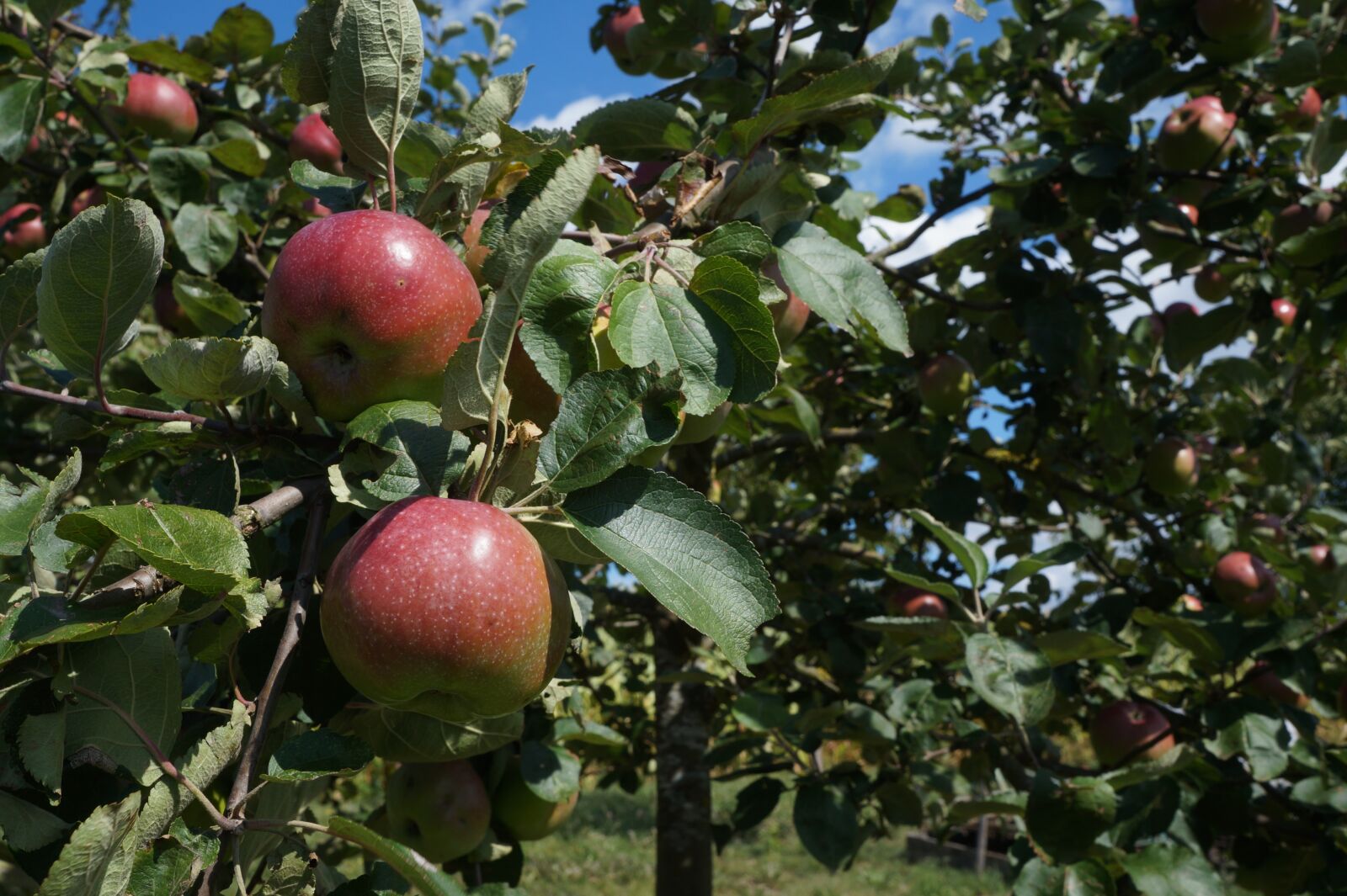 Sony Alpha a3000 sample photo. Apple tree, apple, fruit photography