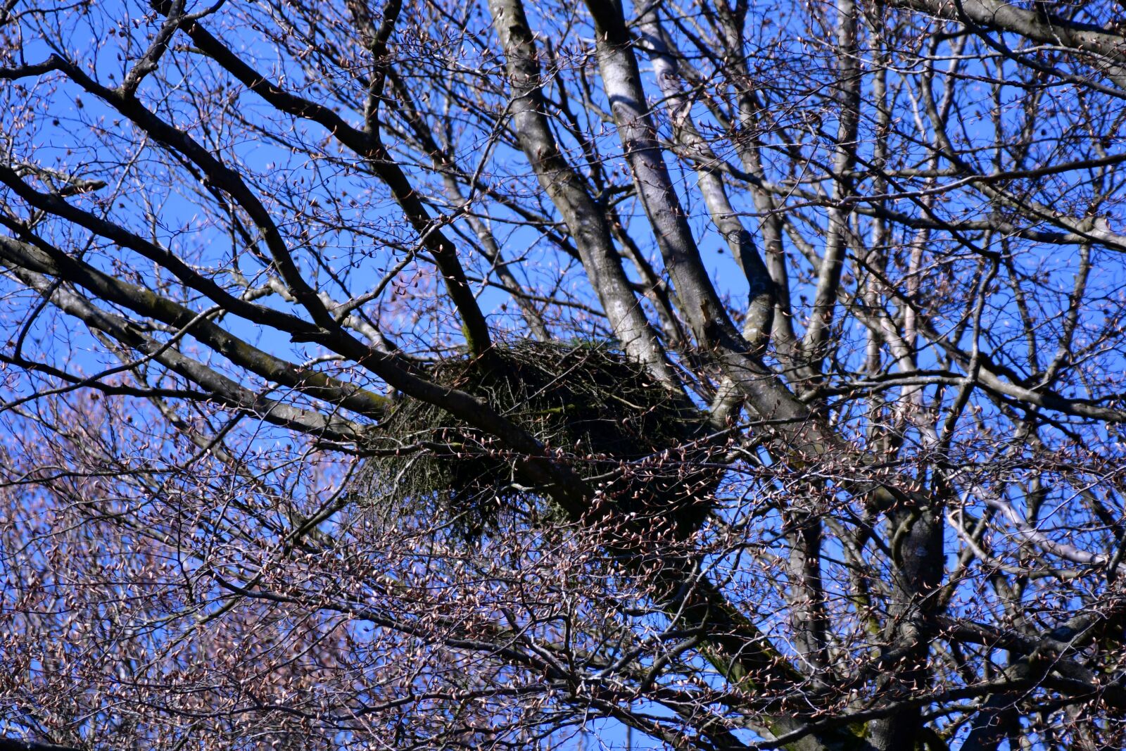 Nikon D500 sample photo. Bird's nest, treetop, spring photography