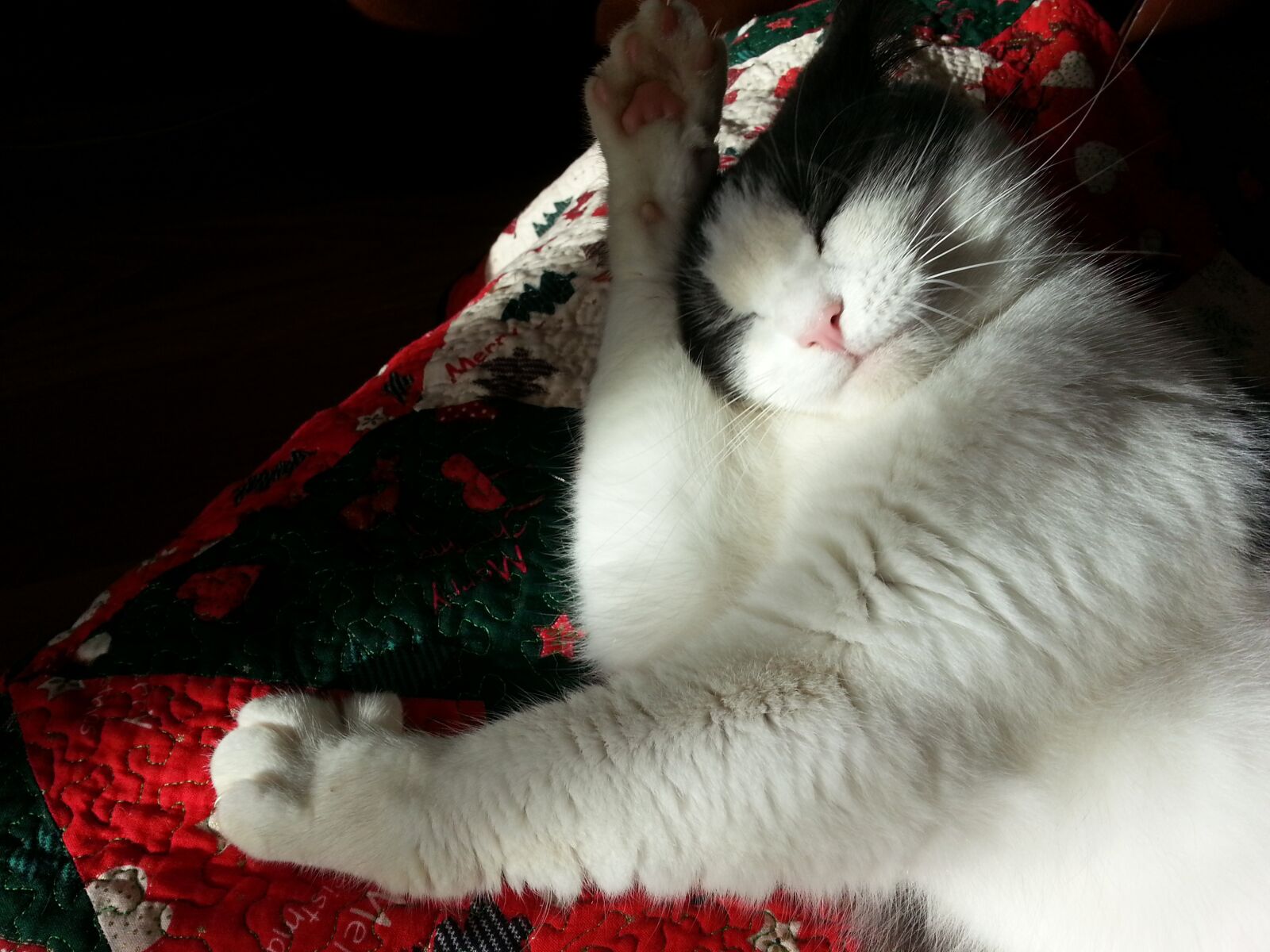 Samsung Galaxy S3 sample photo. Washing, cat, relax photography