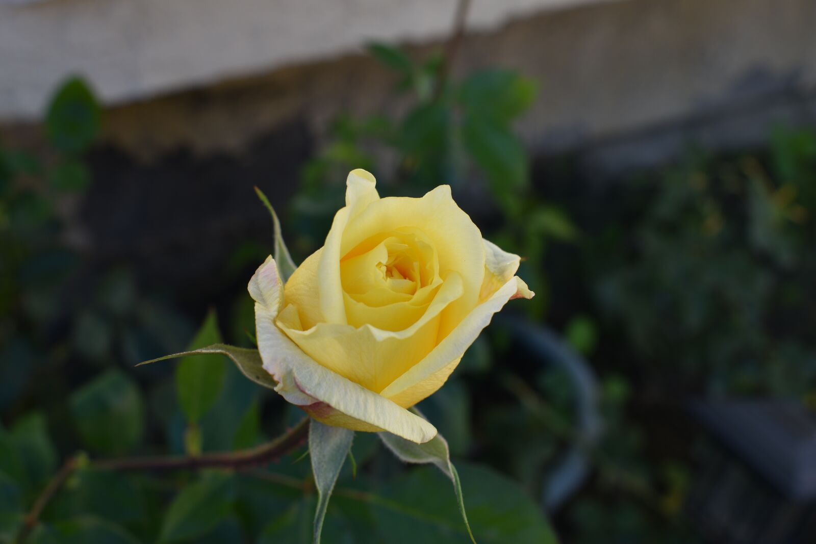 Nikon D3500 sample photo. Rose, flowers, petal photography