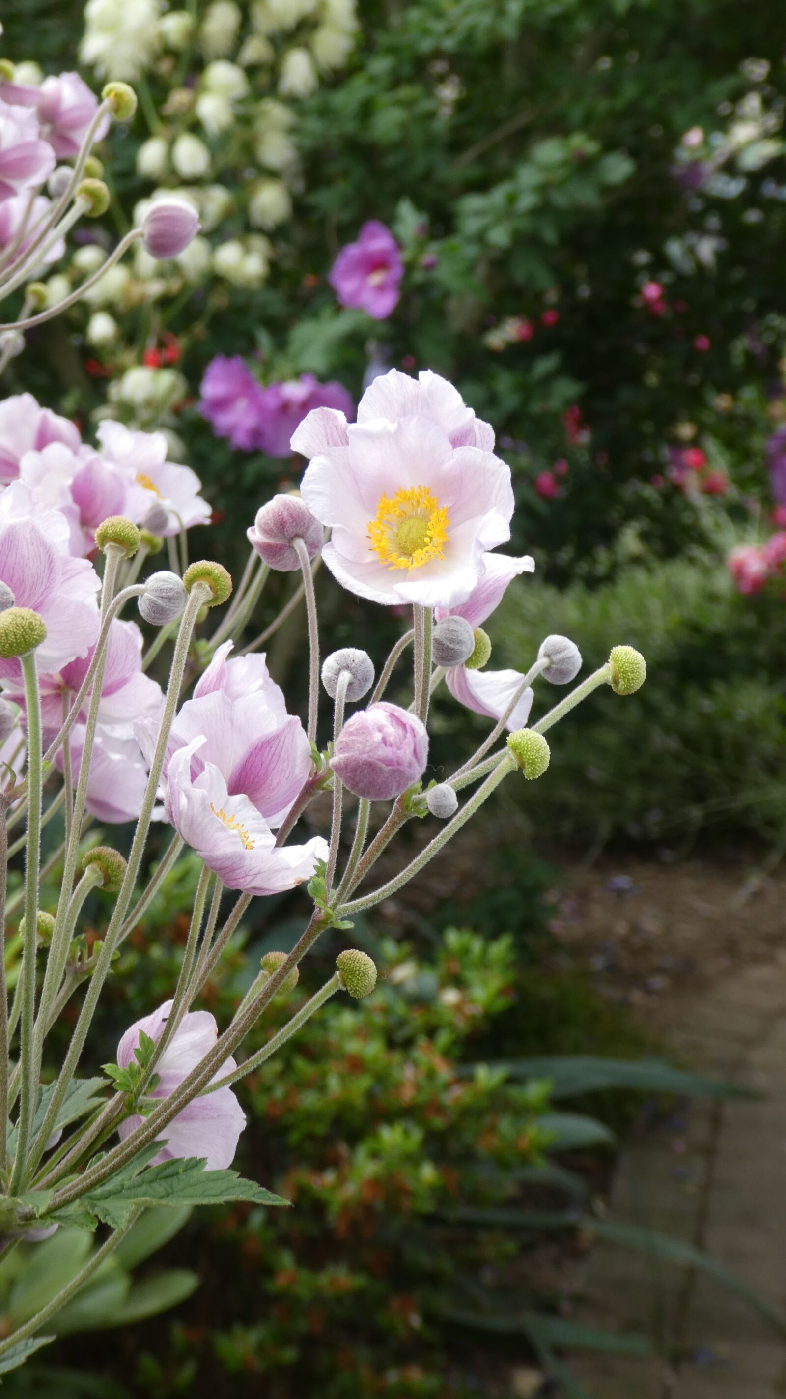 Panasonic DMC-TZ81 sample photo. Anemone, pink, garden photography