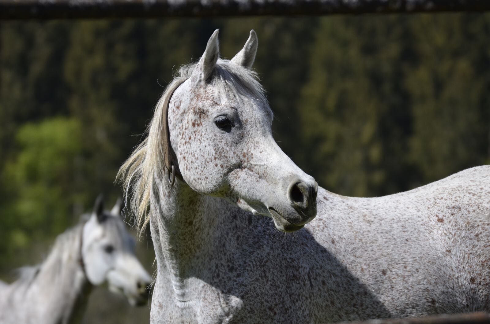 Nikon D5100 sample photo. Mare, thoroughbred arabian, main photography