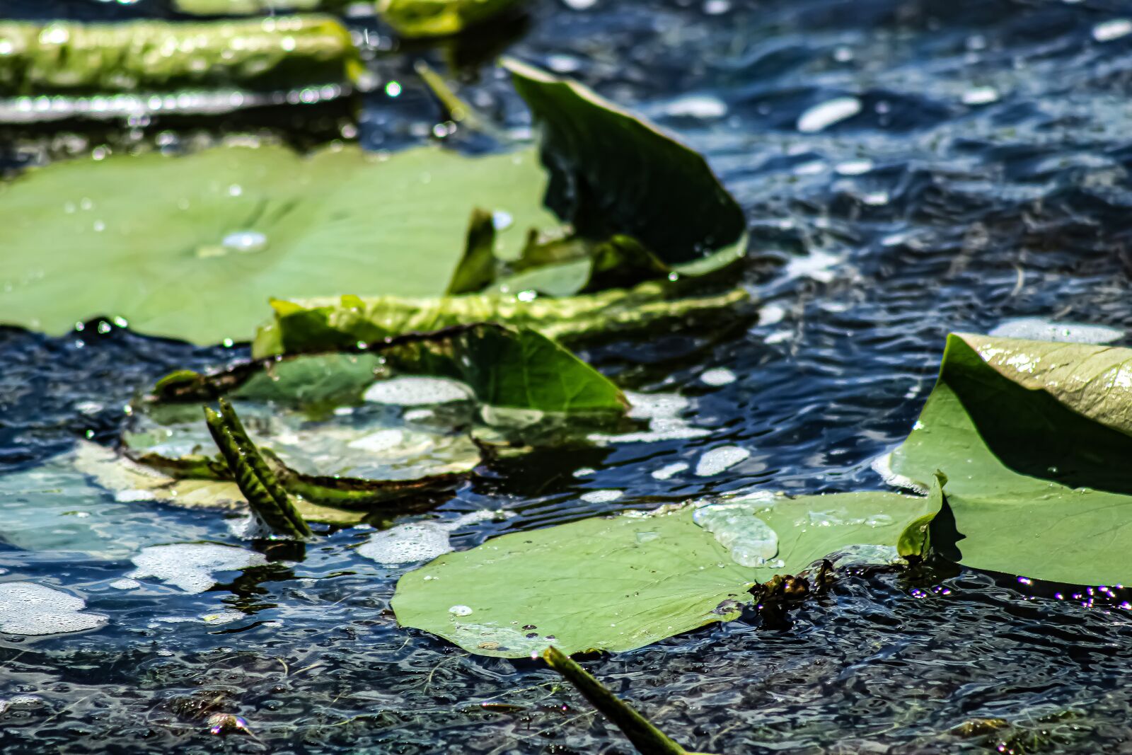 Canon EOS 4000D (EOS Rebel T100 / EOS 3000D) sample photo. Lily pad, green, pond photography