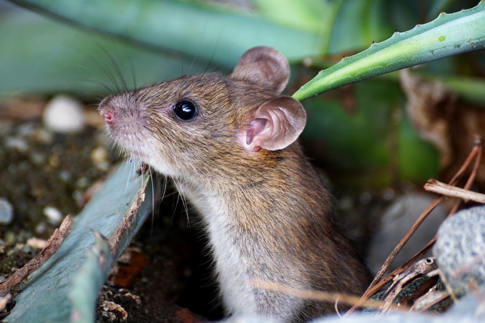 Sony DT 55-300mm F4.5-5.6 SAM sample photo. Mouse, nager, animal photography