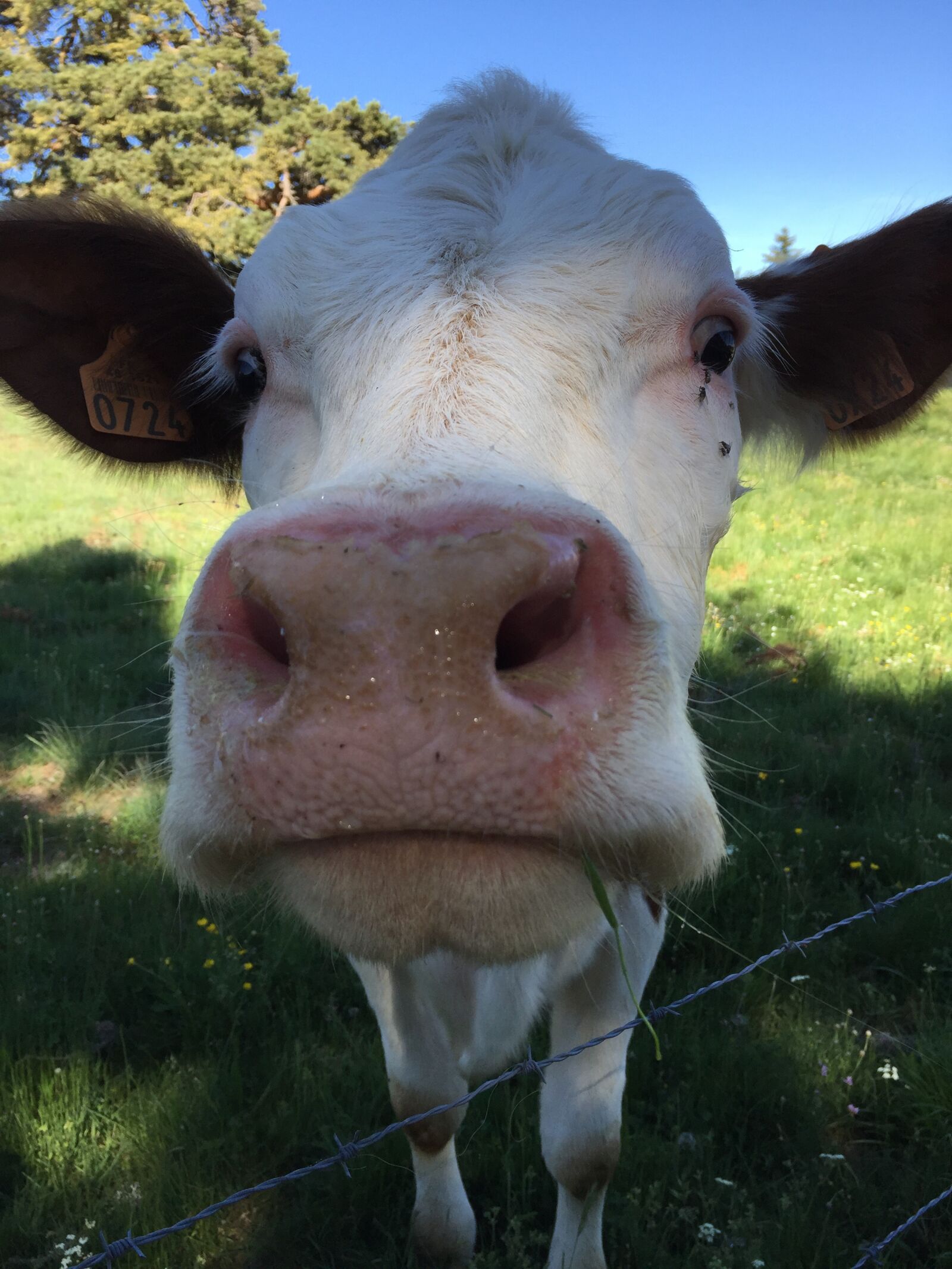 Apple iPhone 6 sample photo. Animals, cows, cattle photography