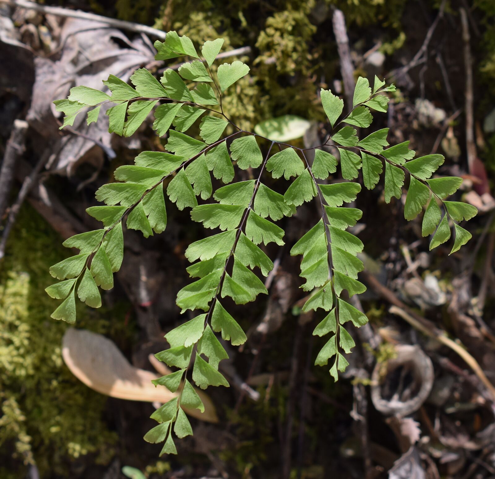 Nikon D3300 sample photo. Maidenhair fern, fern, plant photography