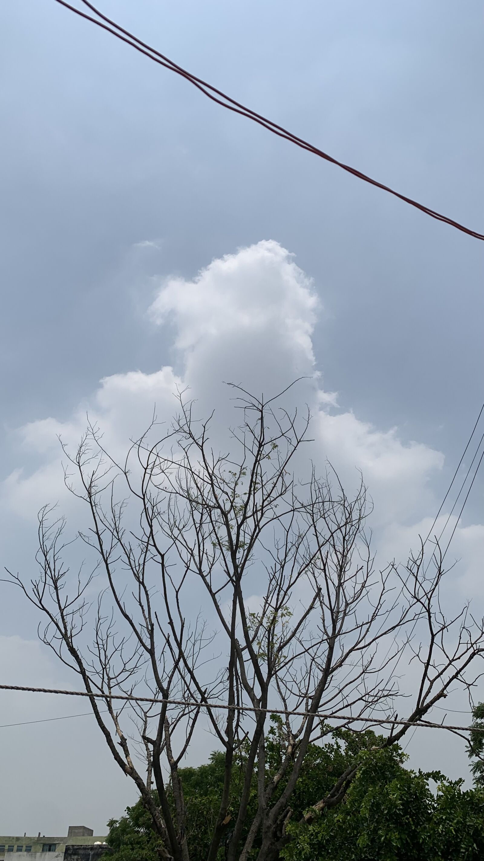 Apple iPhone XR sample photo