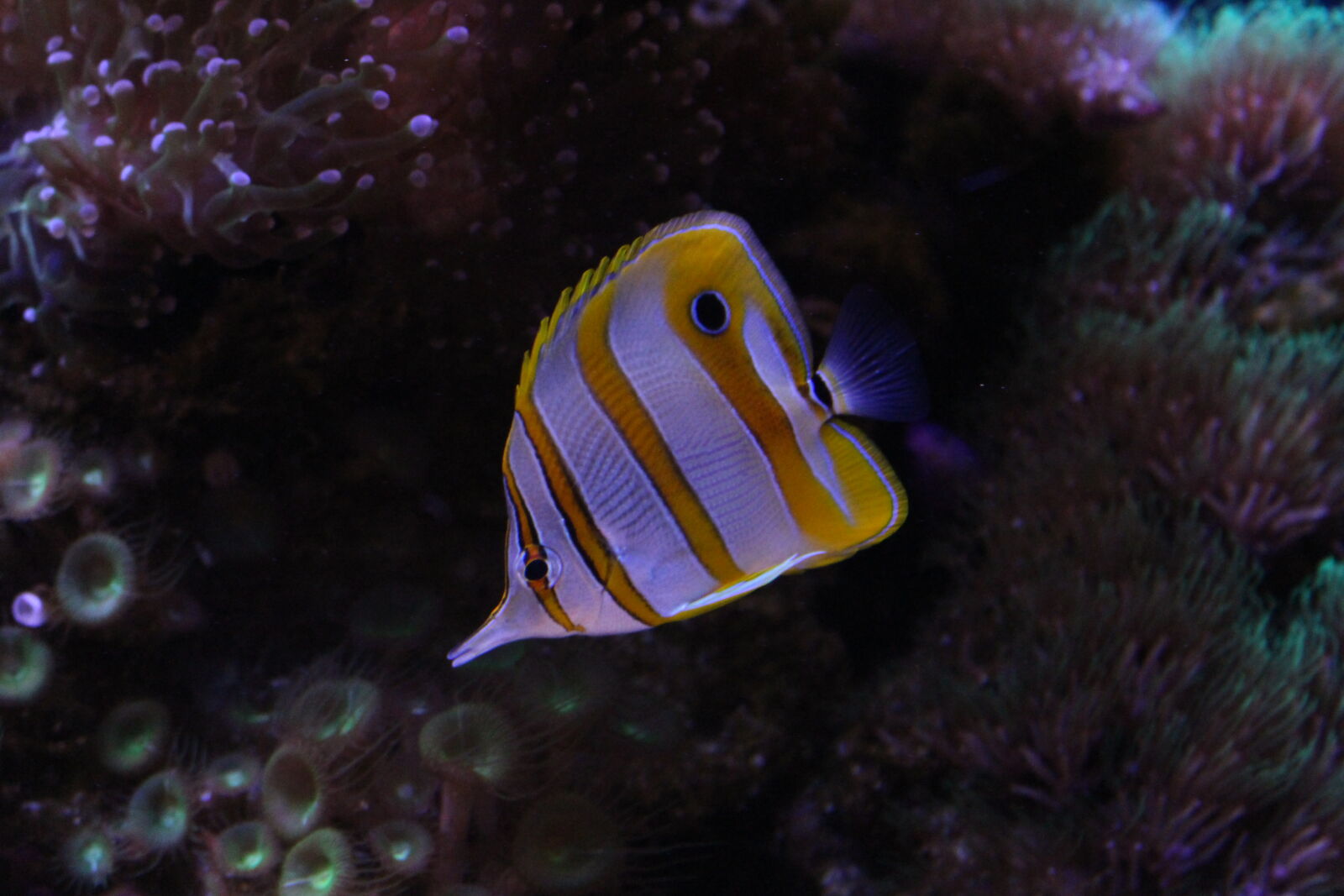 Canon EOS 700D (EOS Rebel T5i / EOS Kiss X7i) sample photo. Colorful, fish, pretty, tank photography