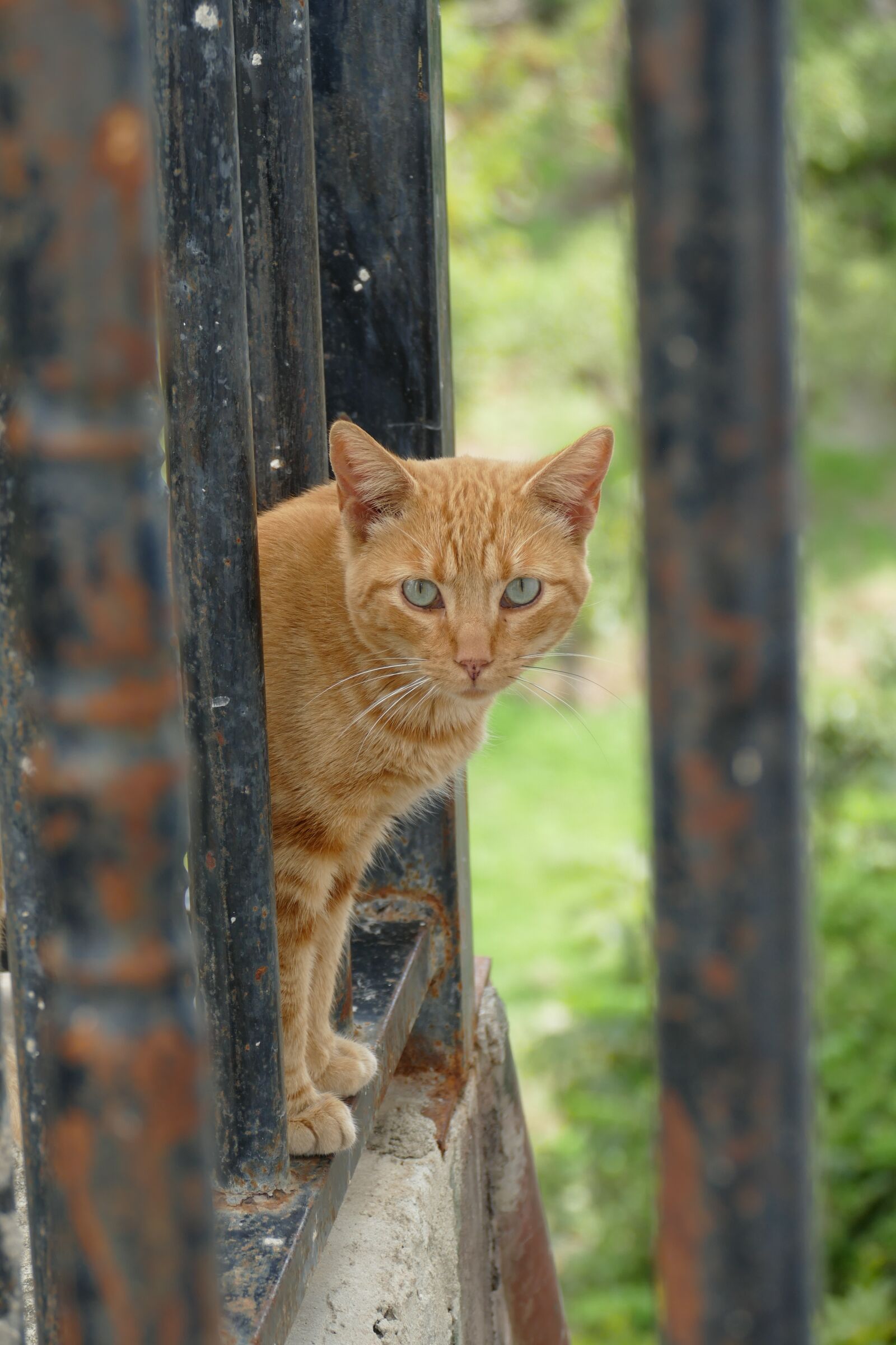 Panasonic Lumix DMC-FZ1000 sample photo. Cat, cats, alley cat photography
