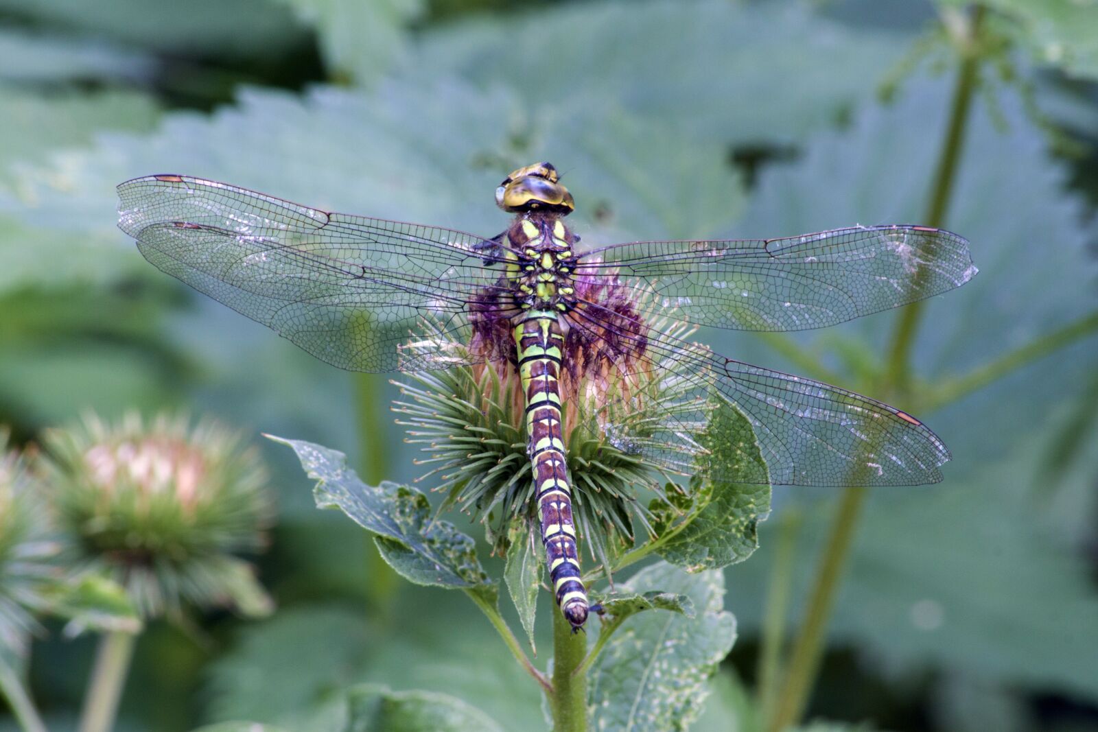 Canon EOS 500D (EOS Rebel T1i / EOS Kiss X3) sample photo. Dragonfly, hawker, insect photography