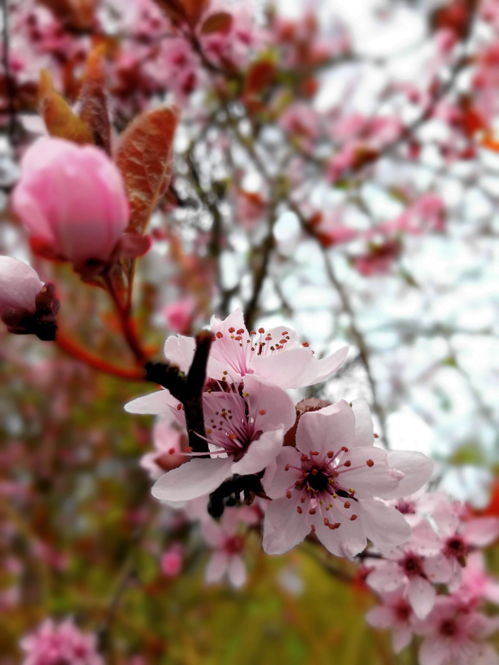 HUAWEI P10 sample photo. Flower, nature, tree photography