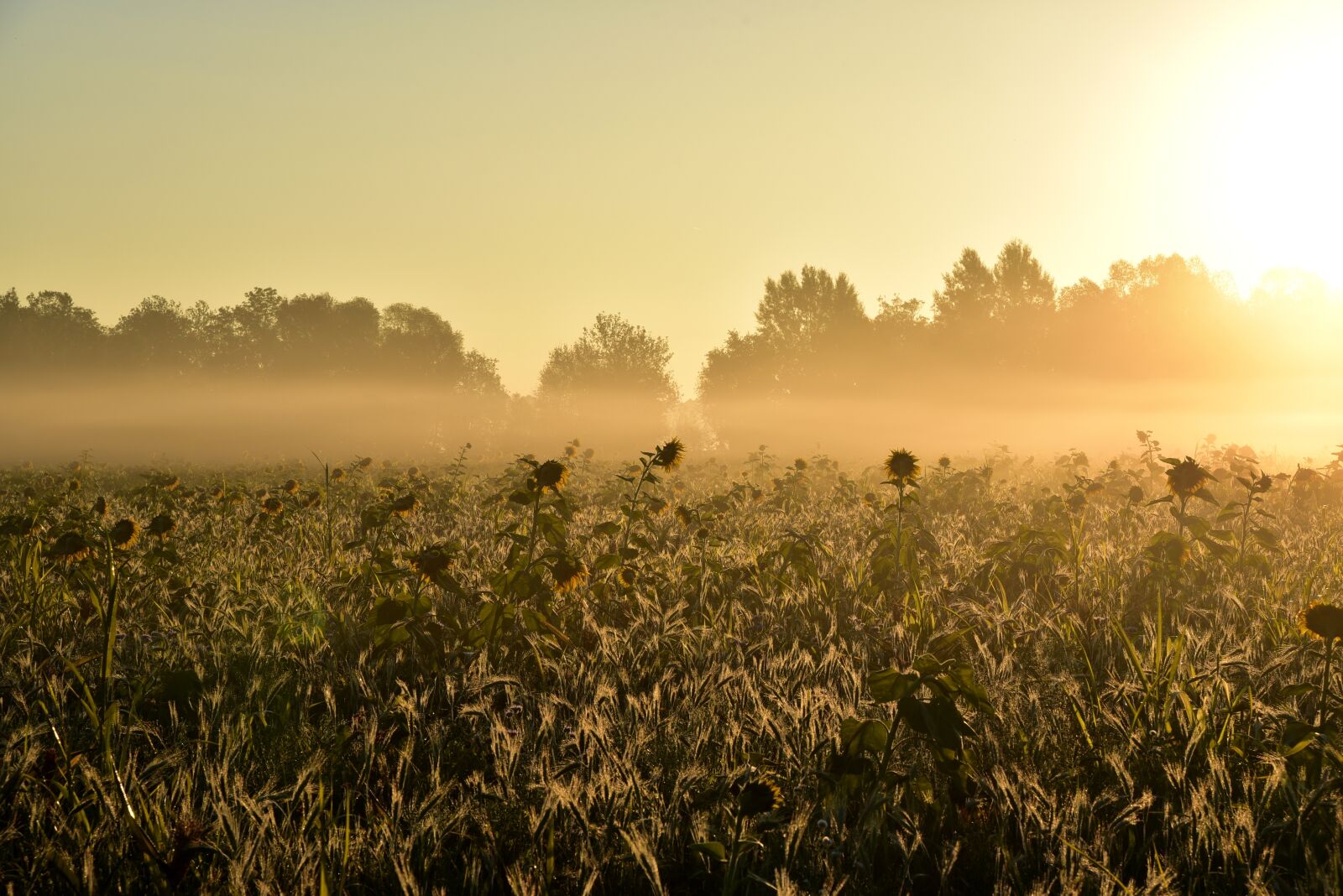 Nikon D750 sample photo. Sunrise, mood, fog photography