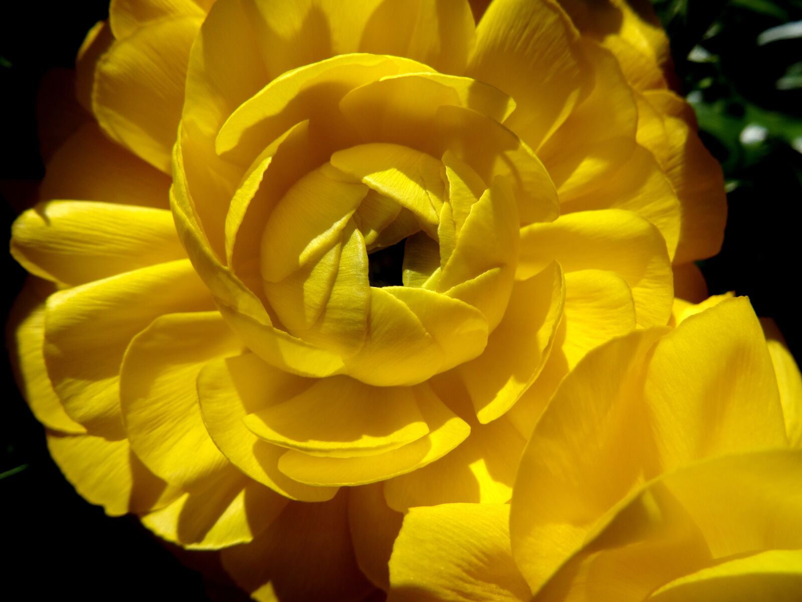Sony DSC-HX50 sample photo. Flower, nature, plant photography