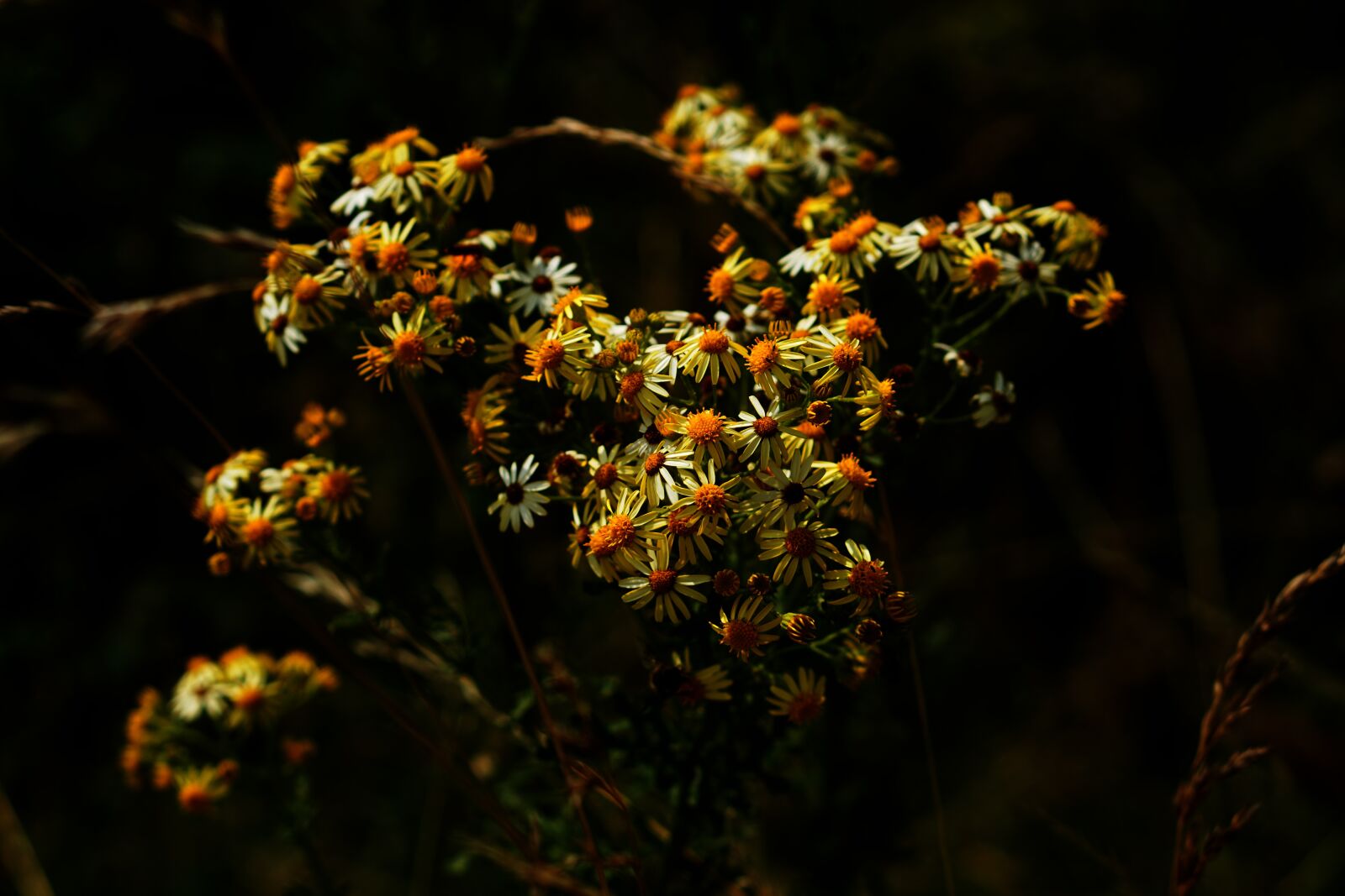 E 50mm F1.8 OSS sample photo. Daisy, yellow, earth photography