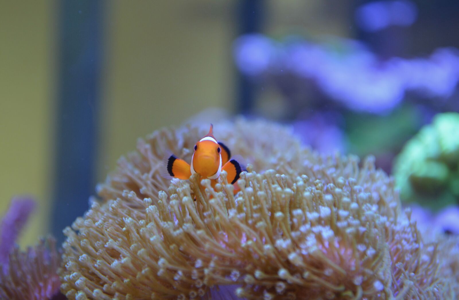 Nikon D5200 sample photo. Fish, water, sea photography