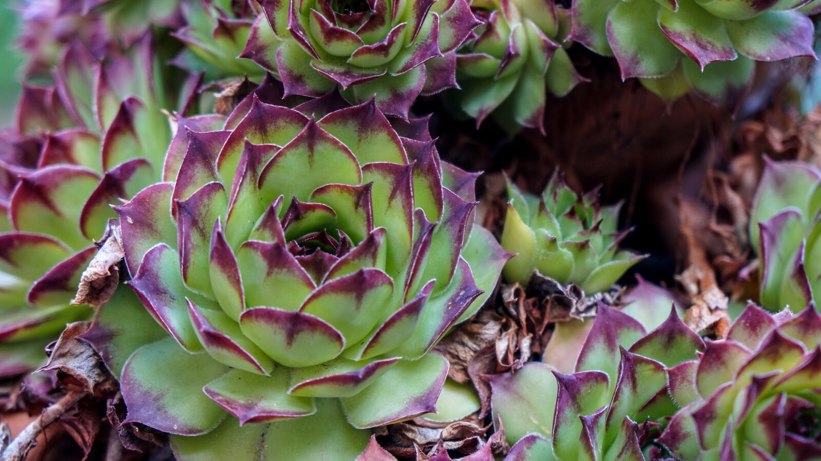 Sony a6500 + Sony Vario-Tessar T* E 16-70mm F4 ZA OSS sample photo. Cactus, flower, plant photography