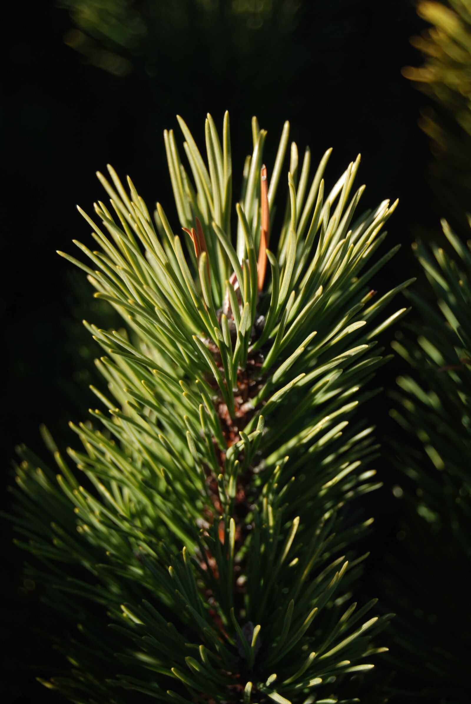 Nikon D60 sample photo. Needles, conifer, pine photography