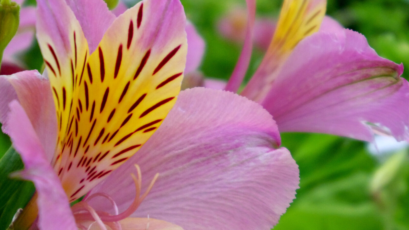 Pentax 02 Standard Zoom sample photo. Flower photography