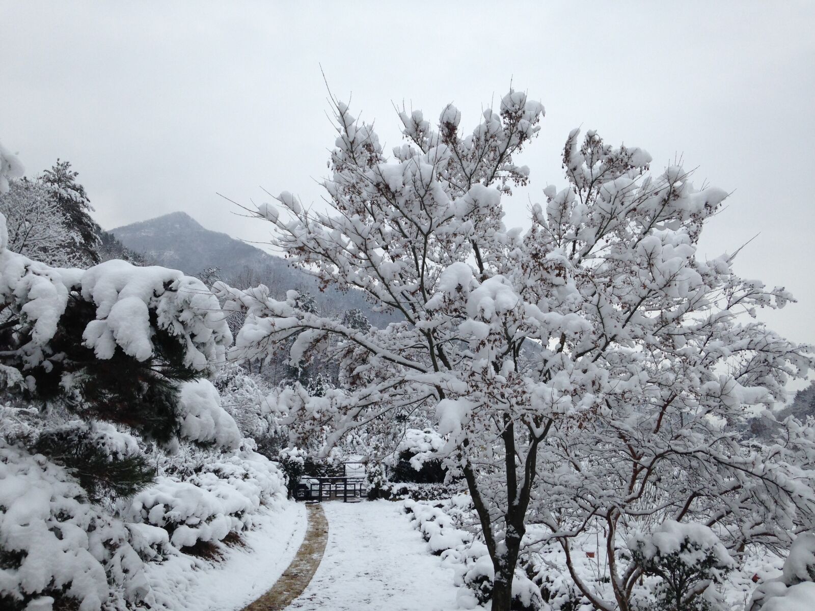 Apple iPhone 5c sample photo. Snow, snow flower, wood photography