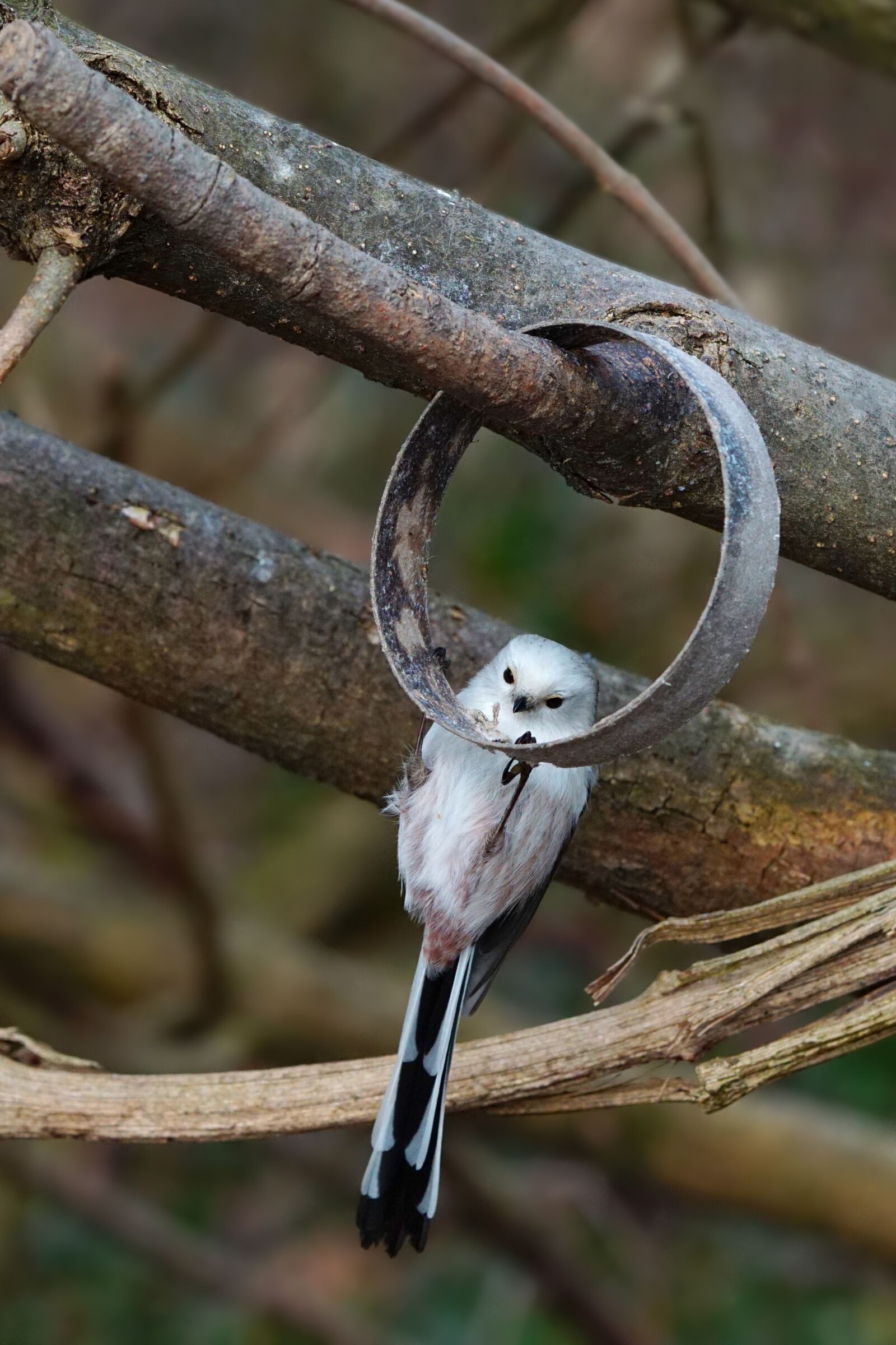 Sony a6000 + Sony FE 90mm F2.8 Macro G OSS sample photo. Nature, animal, bird photography