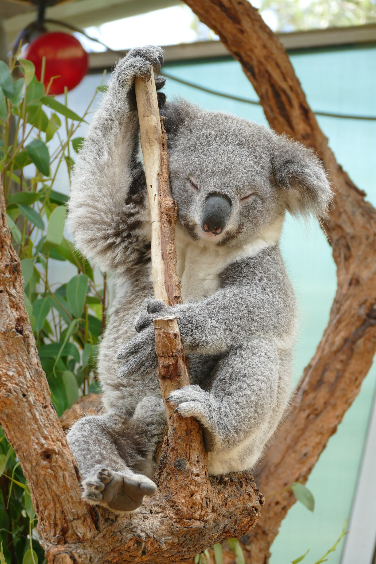 Panasonic Lumix DMC-FZ1000 sample photo. Koala, australia, sydney photography