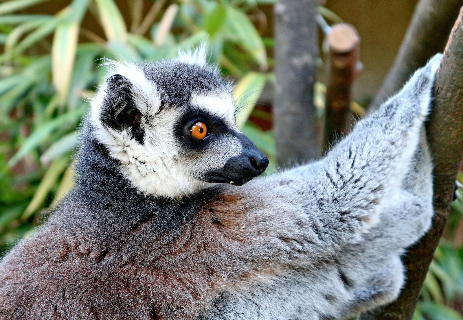 Canon EOS M10 sample photo. Lemur, animal, lemur catta photography