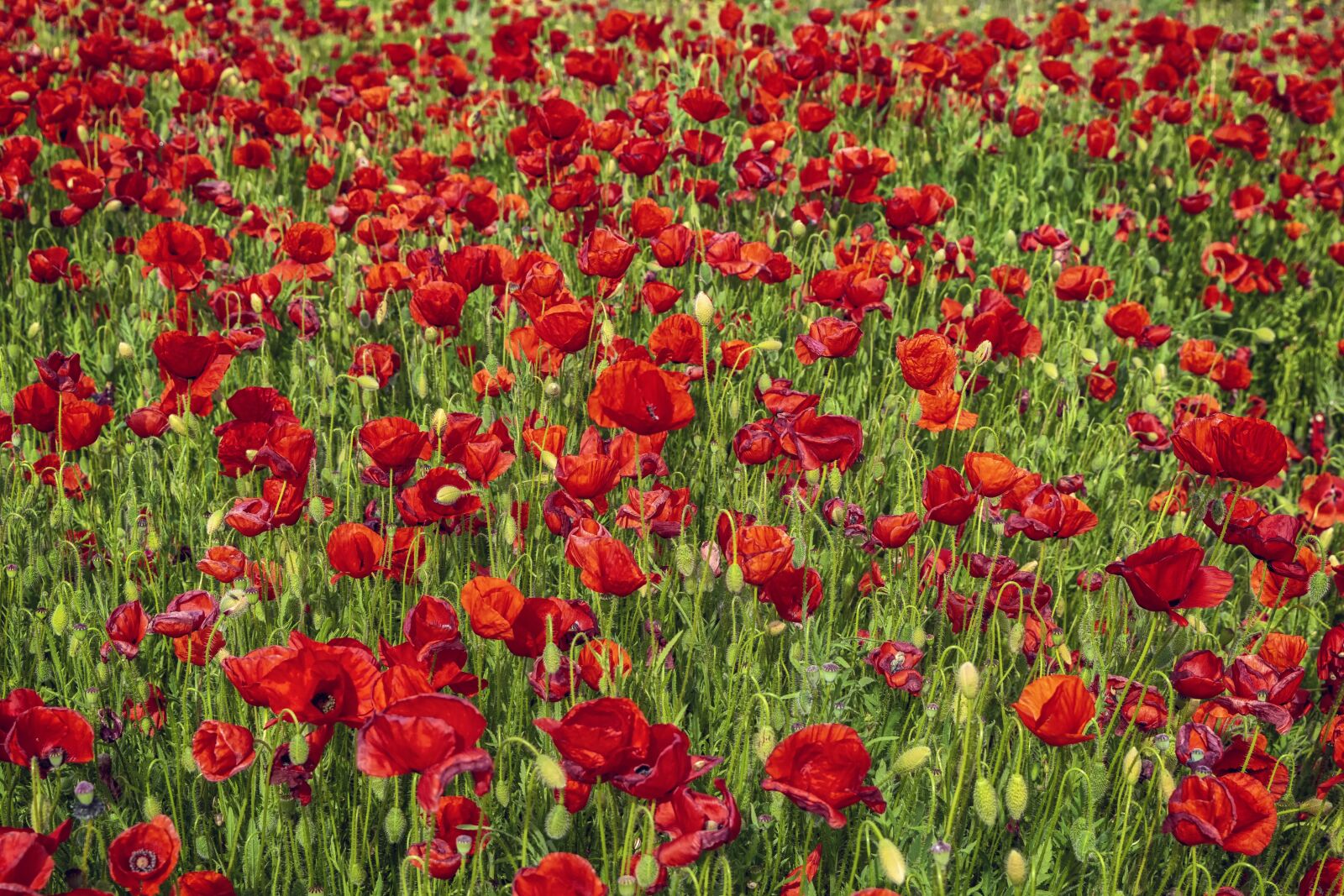 Nikon D3300 sample photo. Field, flowers, poppies photography