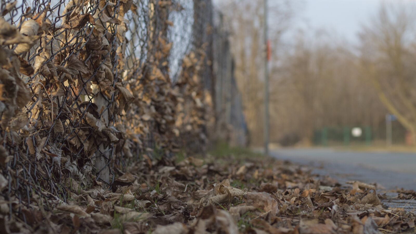 Canon EOS 1300D (EOS Rebel T6 / EOS Kiss X80) + Canon EF 50mm F1.8 STM sample photo. Nature, wood, tree photography