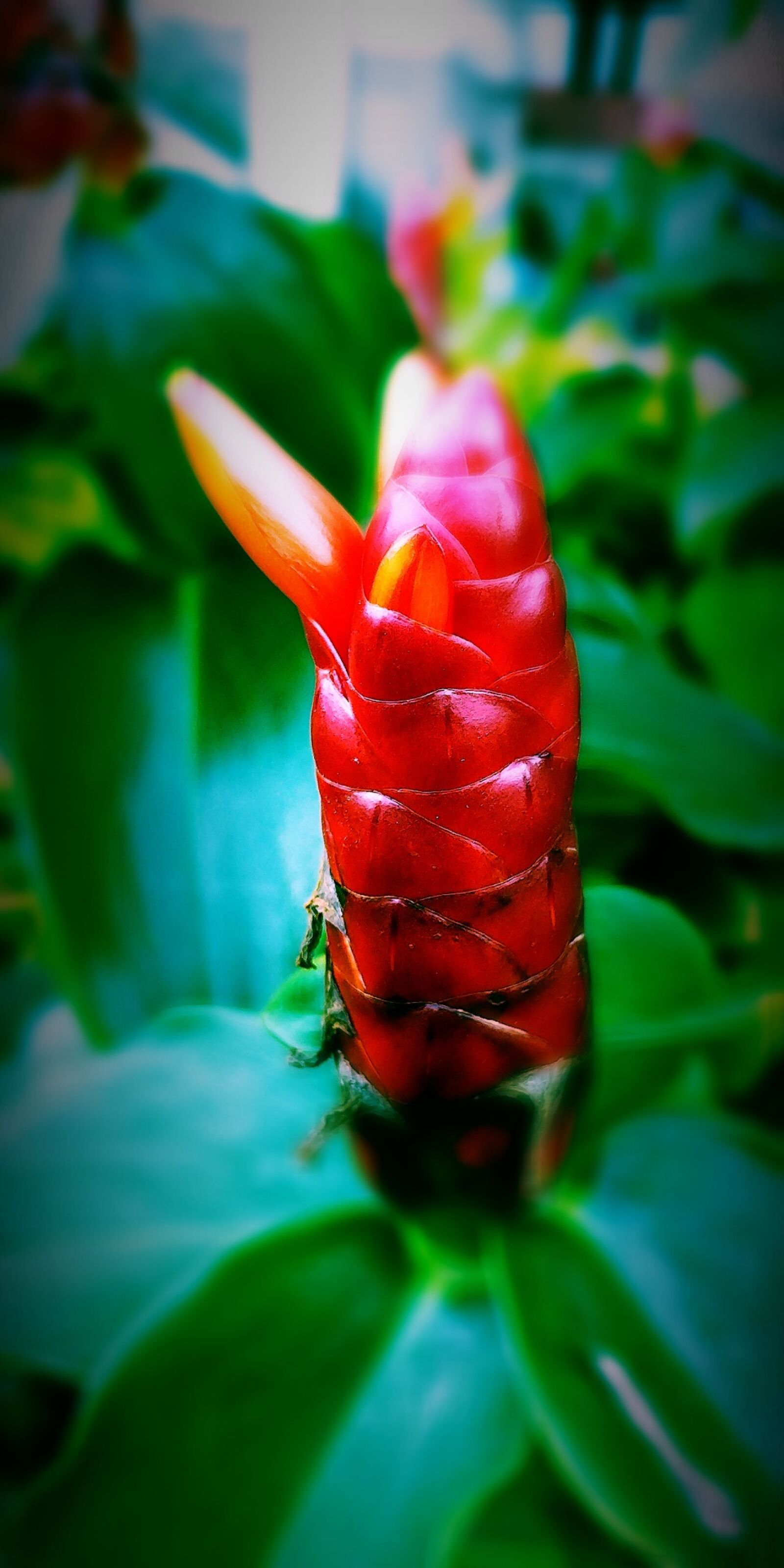 LG G5 sample photo. Plant, flower, nature photography