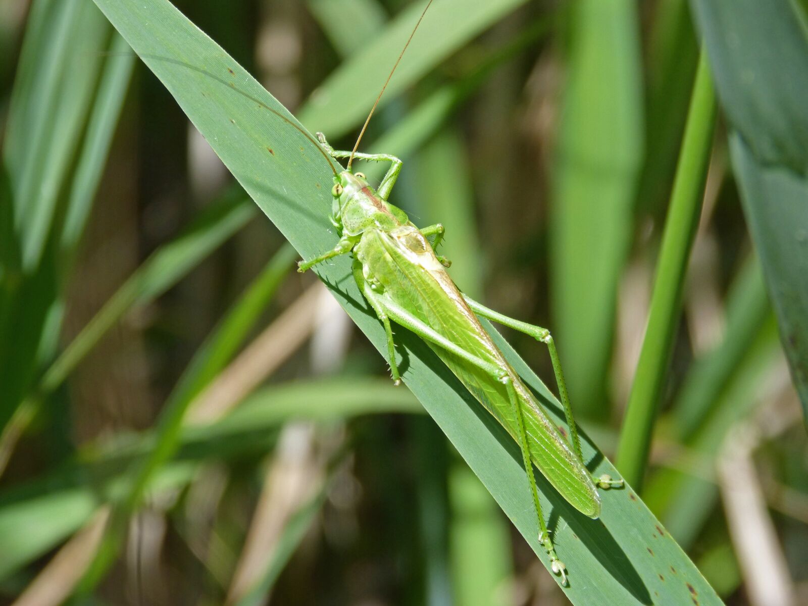 Panasonic DMC-FZ62 sample photo. Green grasshopper, lobster, orthopteron photography
