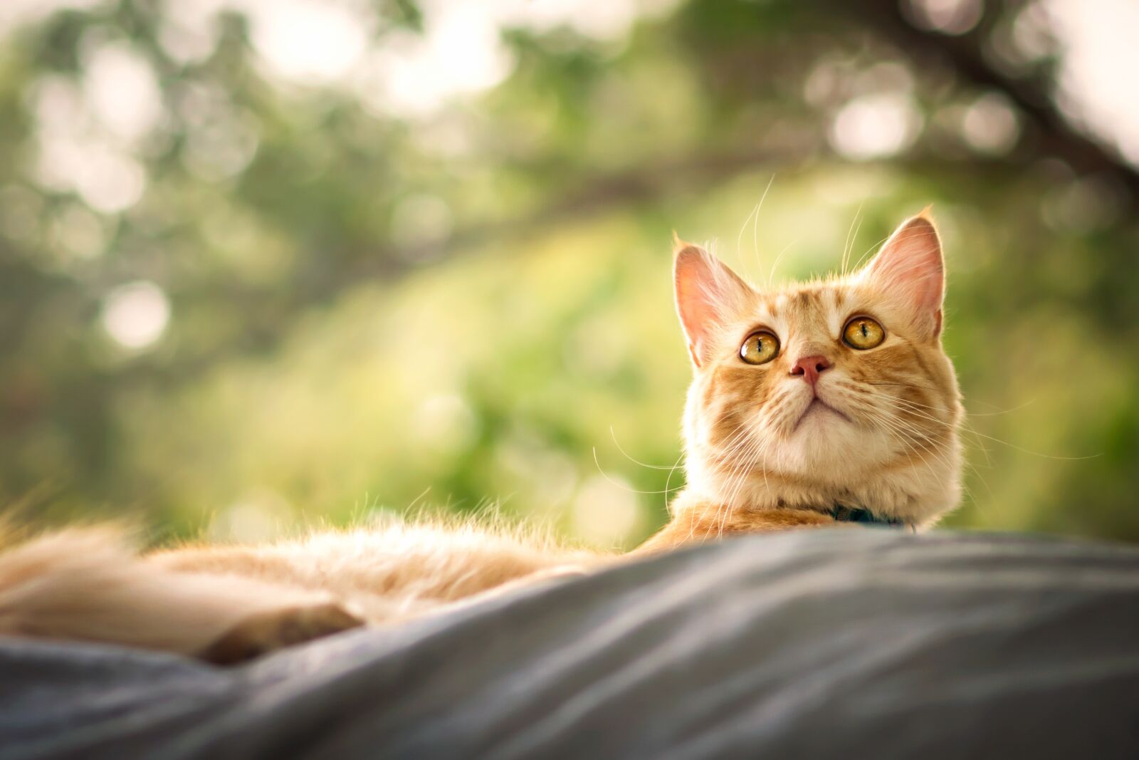 Nikon D7200 sample photo. Cat, animal, pet photography