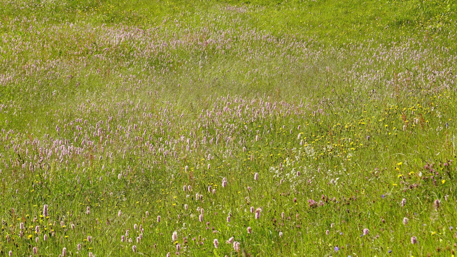 Sony DSC-RX100M7 sample photo. Flower meadow, nature, meadow photography