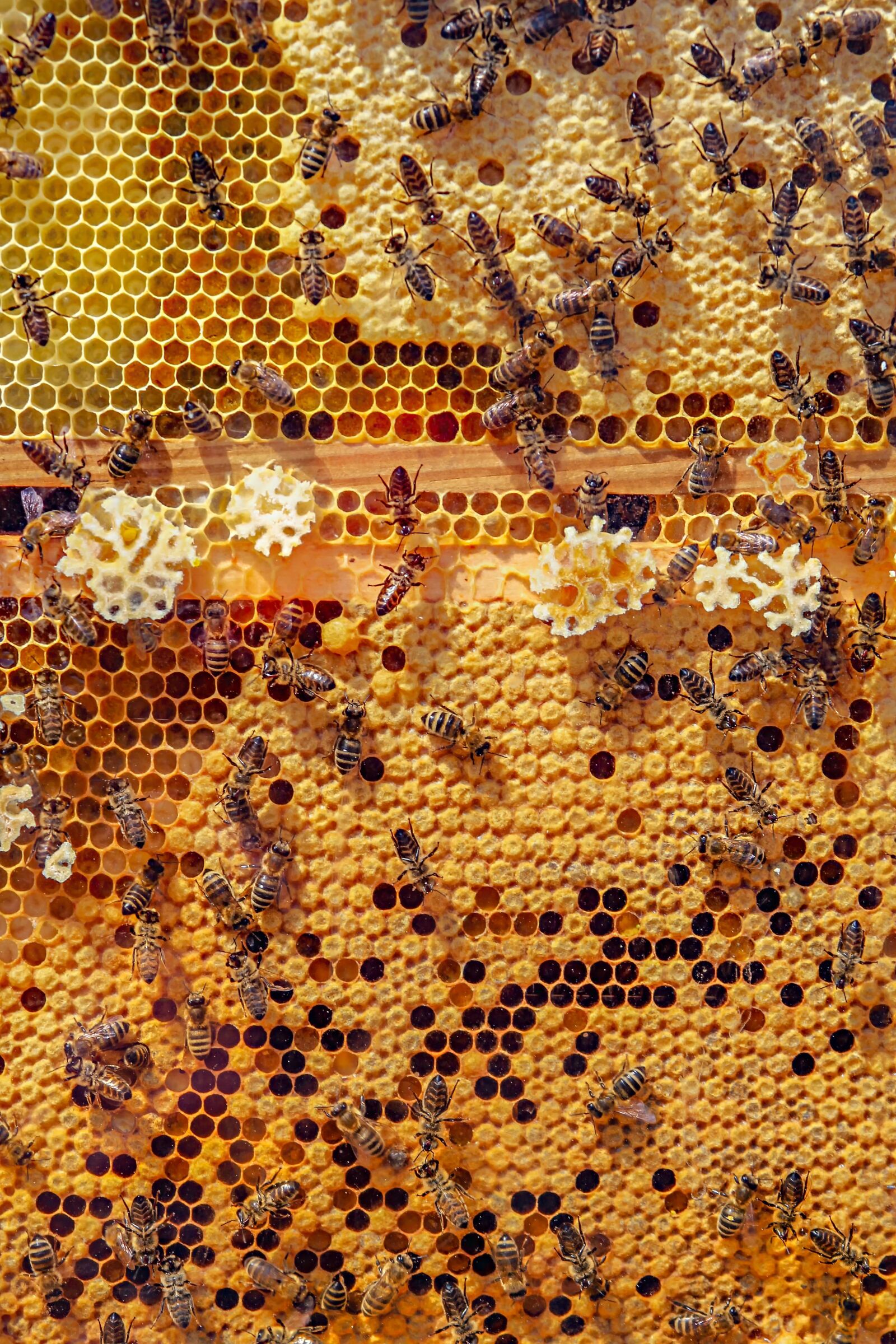 Canon EOS 550D (EOS Rebel T2i / EOS Kiss X4) sample photo. Bees, nature, animals photography