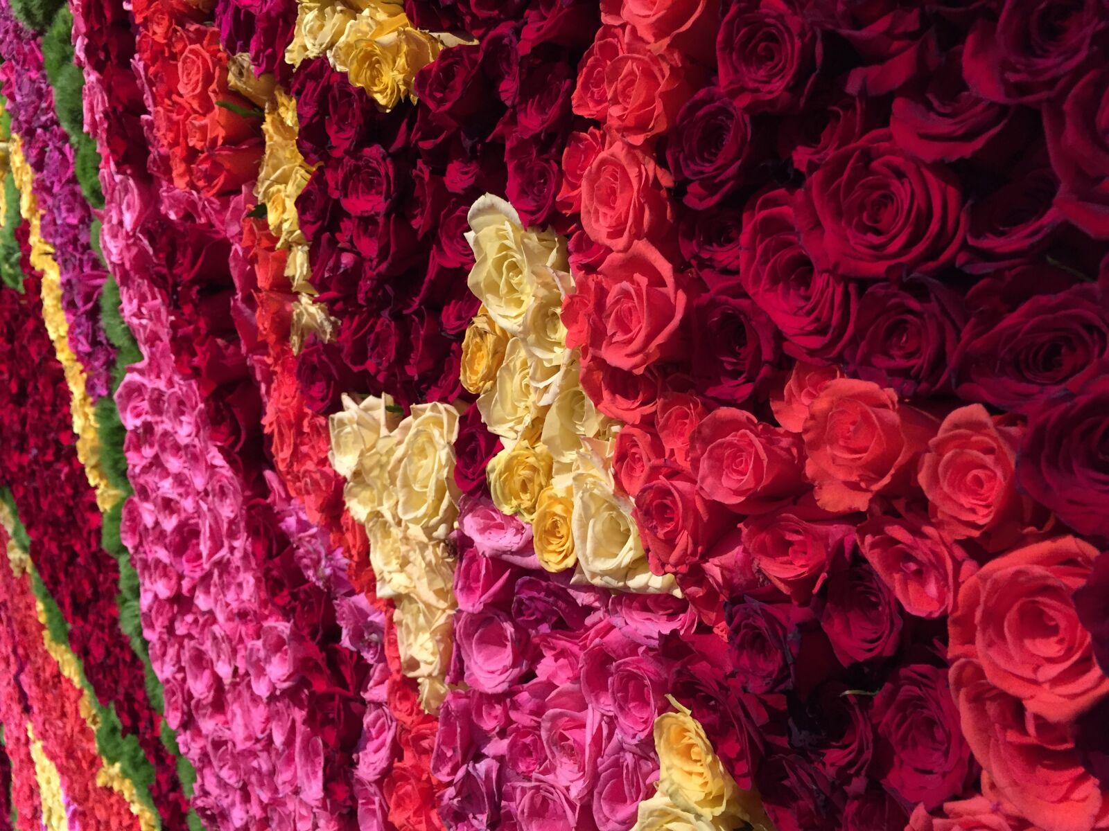 Apple iPhone 6 sample photo. Flower, arrangement, roses photography