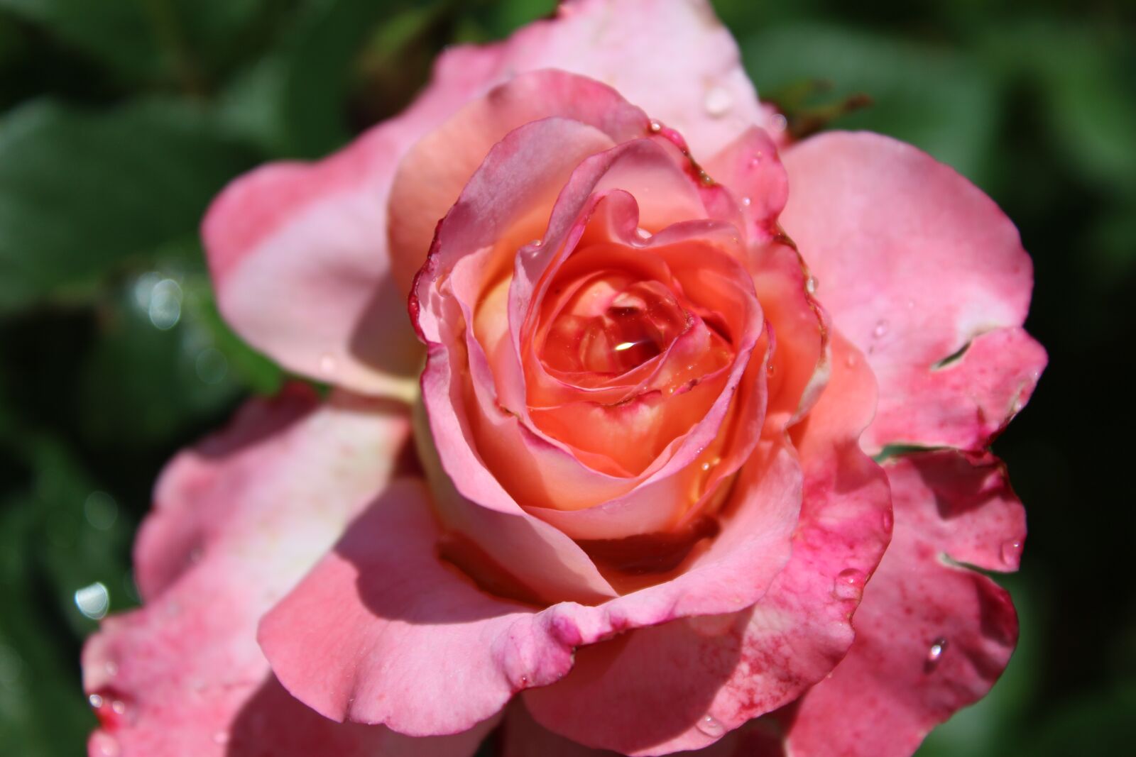 Canon EOS 1300D (EOS Rebel T6 / EOS Kiss X80) sample photo. Rose, pink, pink rose photography