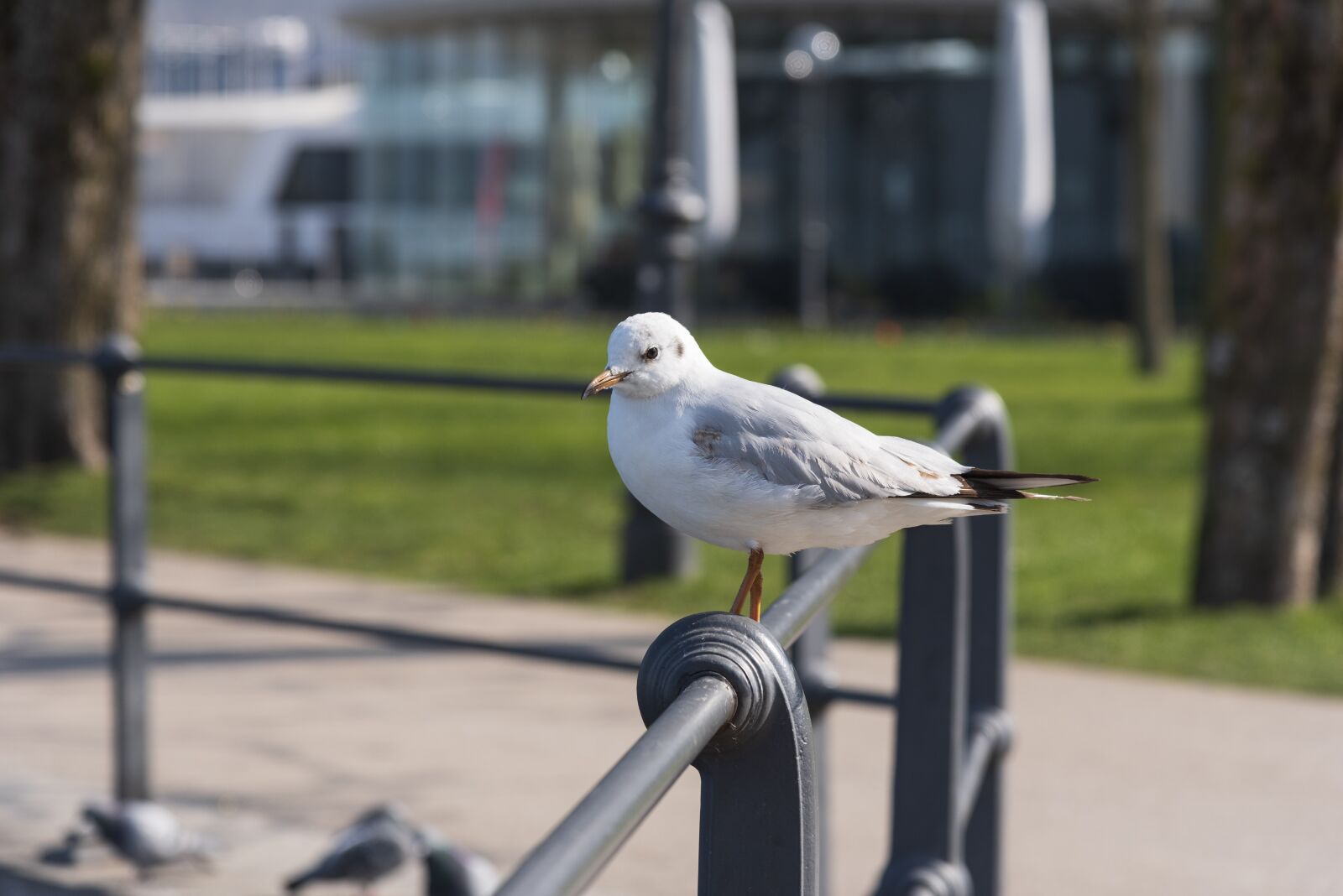 Nikon D750 sample photo. Seagull, bird, railing photography