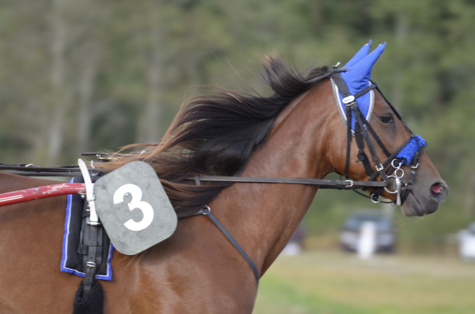 Nikon D5100 sample photo. Trotting, sport, horse photography
