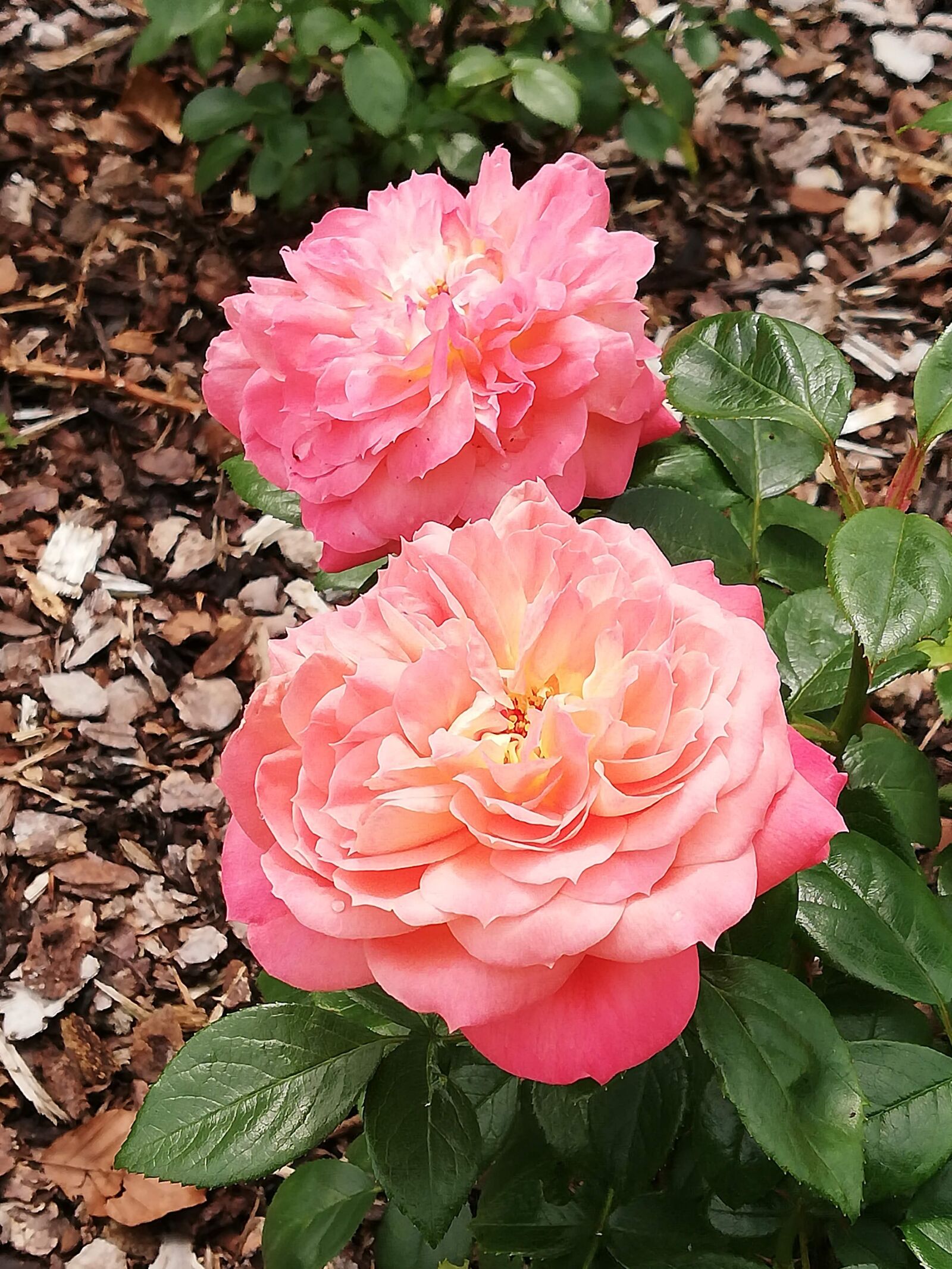 HUAWEI P20 lite sample photo. Roses, bloom, romance photography