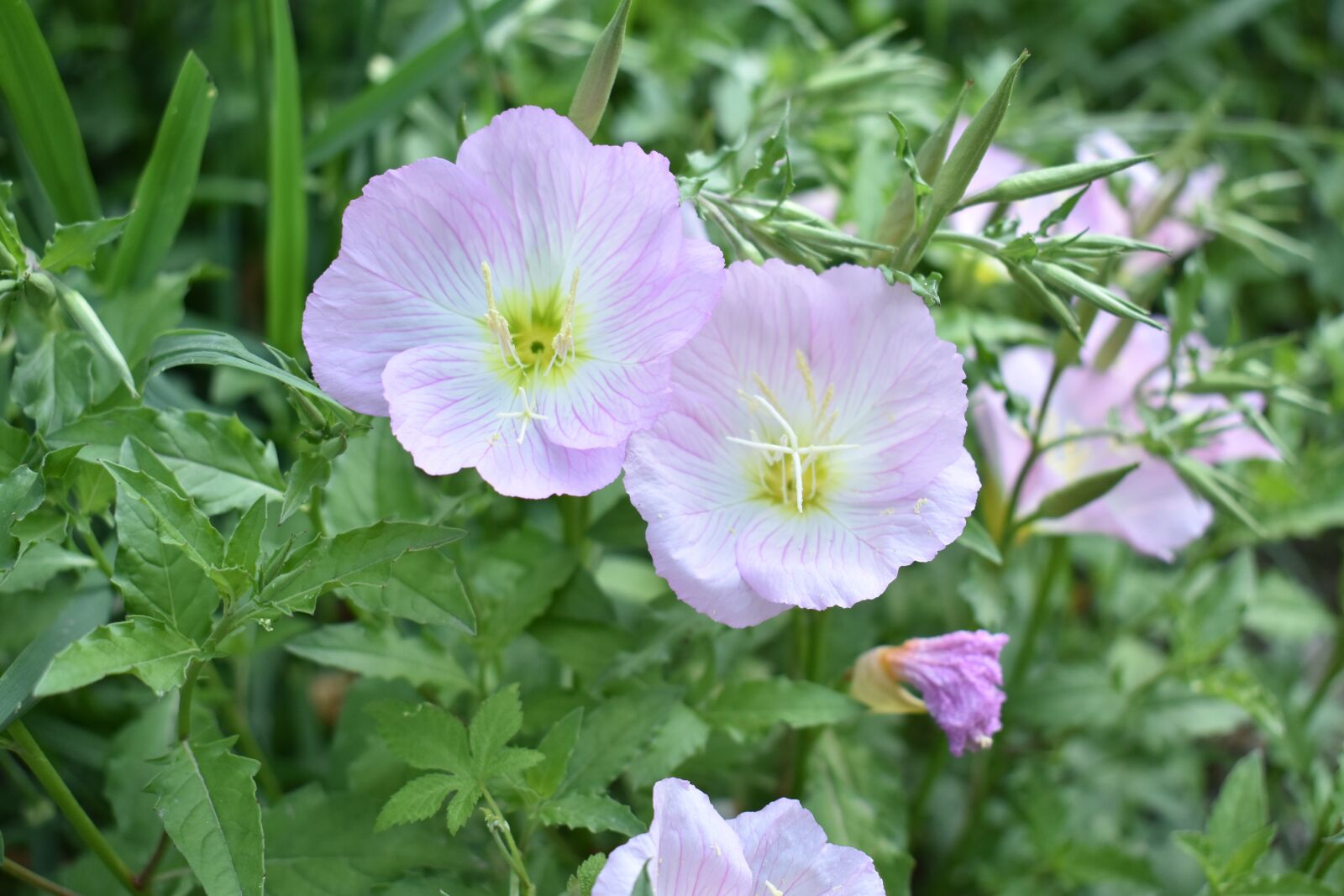 Nikon D3400 sample photo. The scenery, flowers, green photography