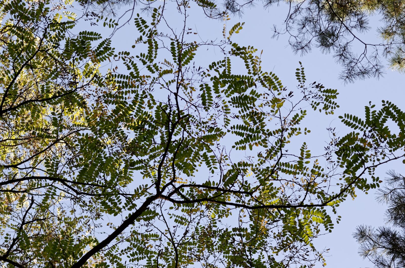 Nikon D5100 sample photo. Tree, the acacia tree photography