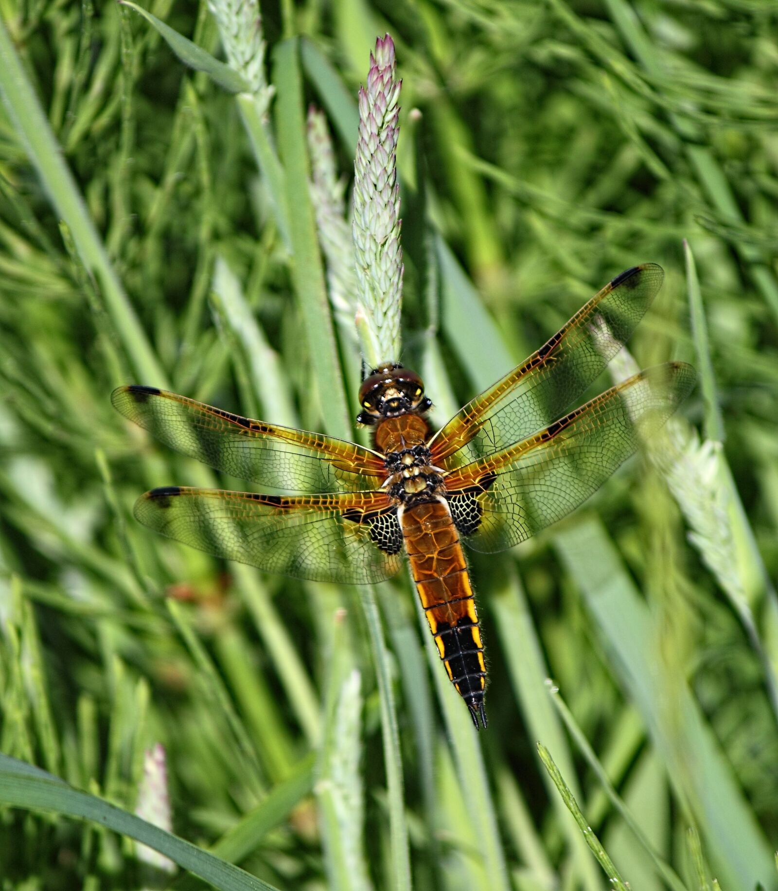 Canon EOS 500D (EOS Rebel T1i / EOS Kiss X3) sample photo. Dragonfly, insect, nature photography